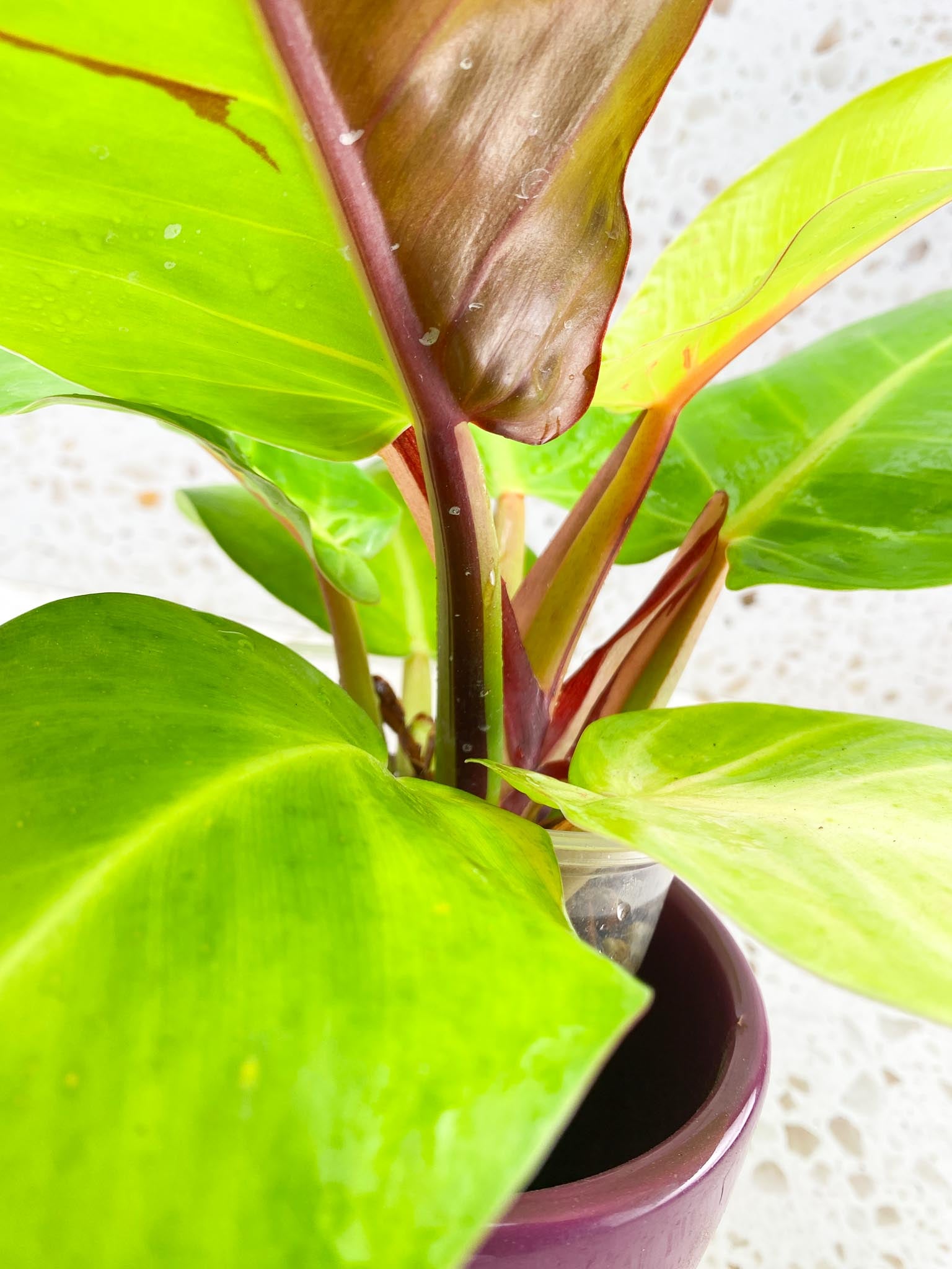 Philodendron Red Moon Variegated Multiple Leaves  Multiple Nodes Mother plant Rooted