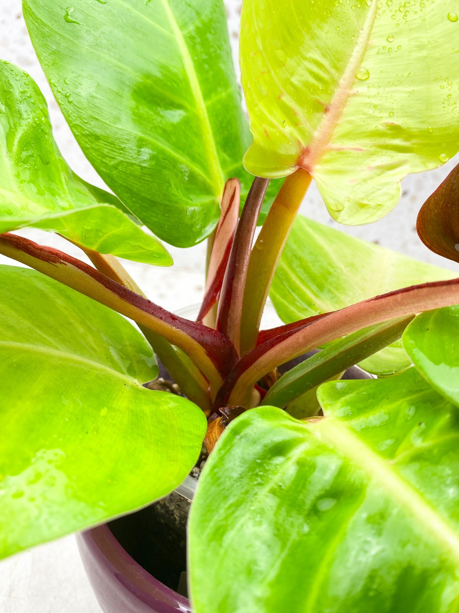 Philodendron Red Moon Variegated Multiple Leaves  Multiple Nodes Mother plant Rooted