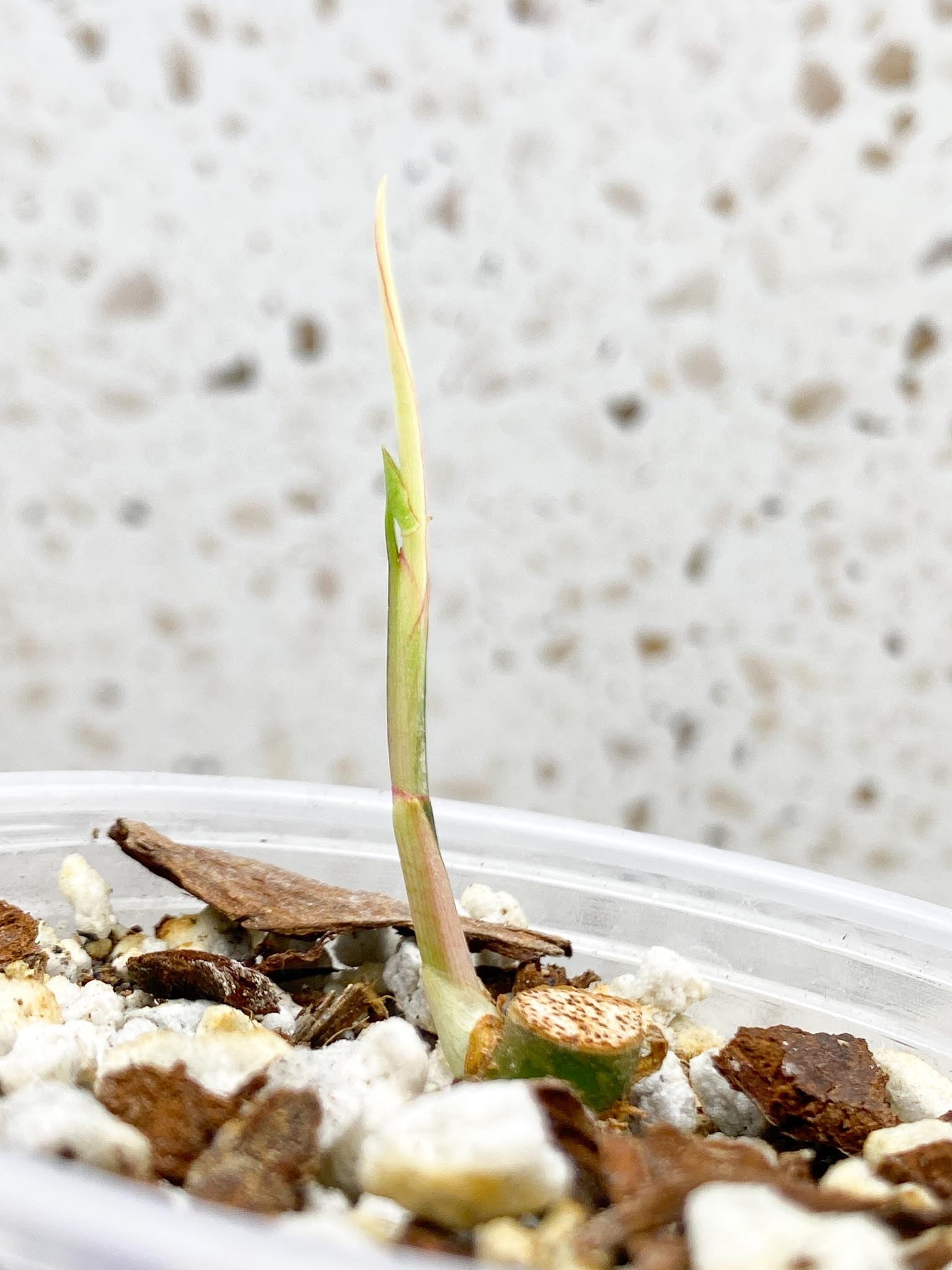 Syngonium Angustatum Variegated Multiple Nodes 2 Sprouts Rooted