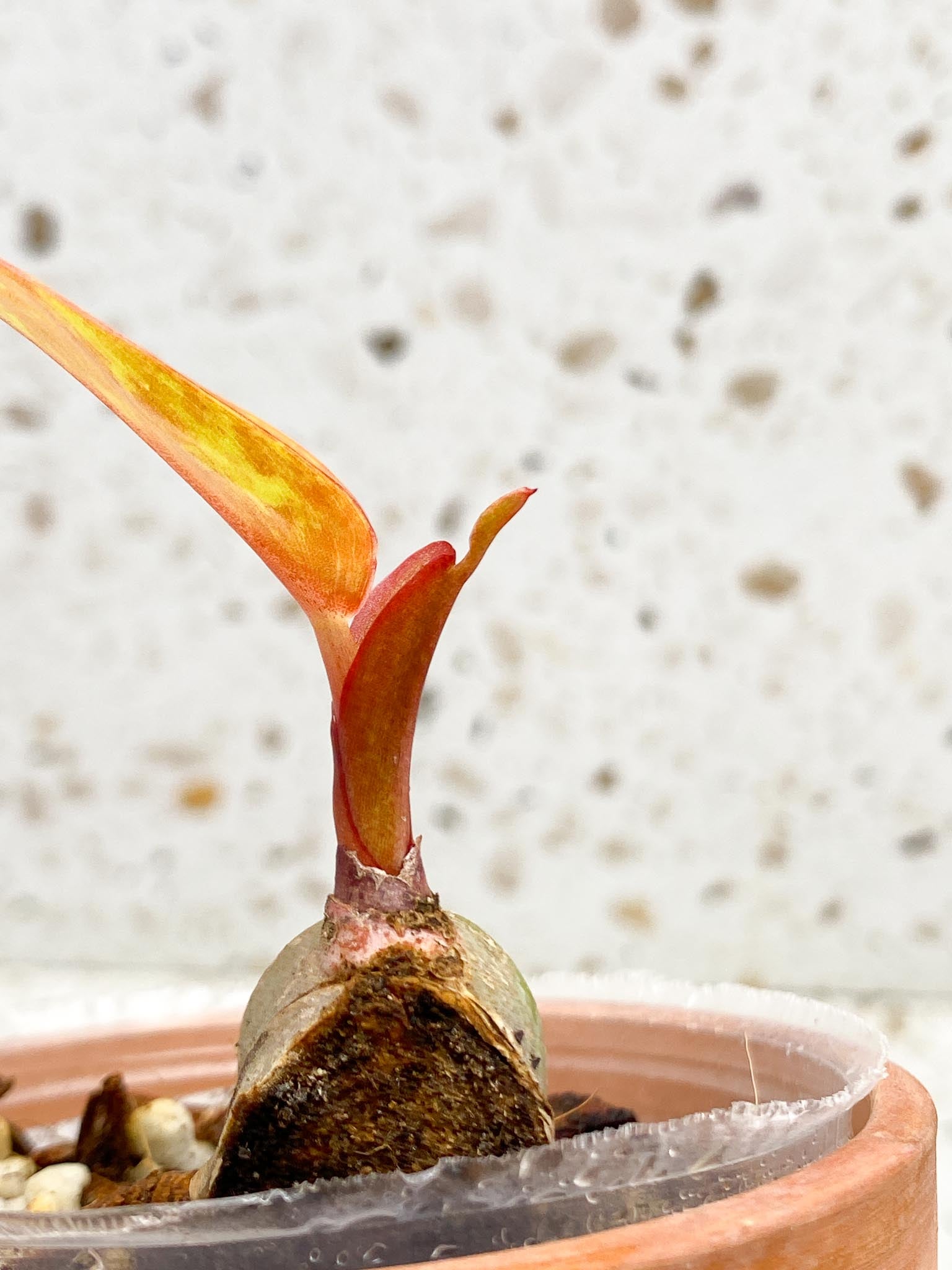Philodendron Prince of Orange Variegated 1 Leaf 1 Node  Rooted