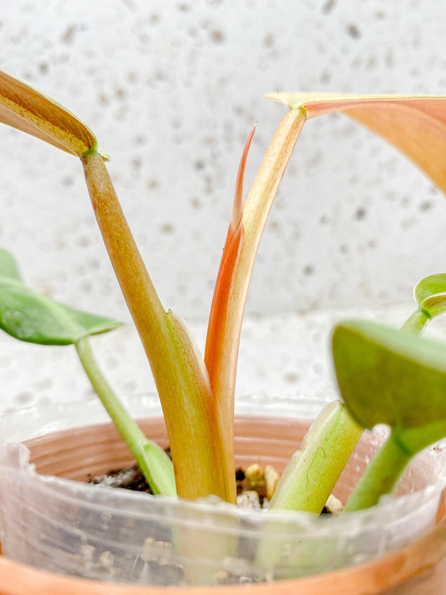 Philodendron Whipple Way A++ (US Clone) 5 Leaves Multiple Nodes 1 Sprout Top Cutting Rooted