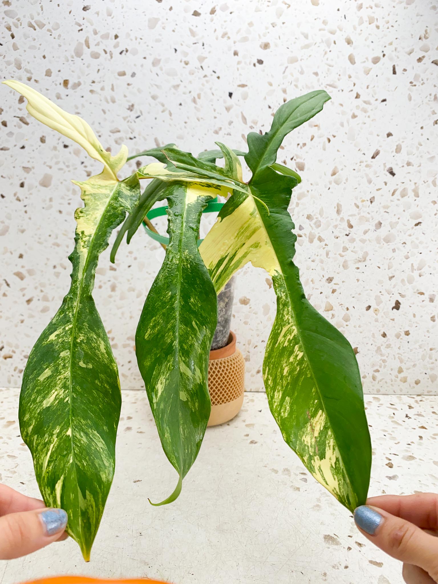 Philodendron Florida beauty 3 Leaves  3 Nodes  Highly Variegated Rooted