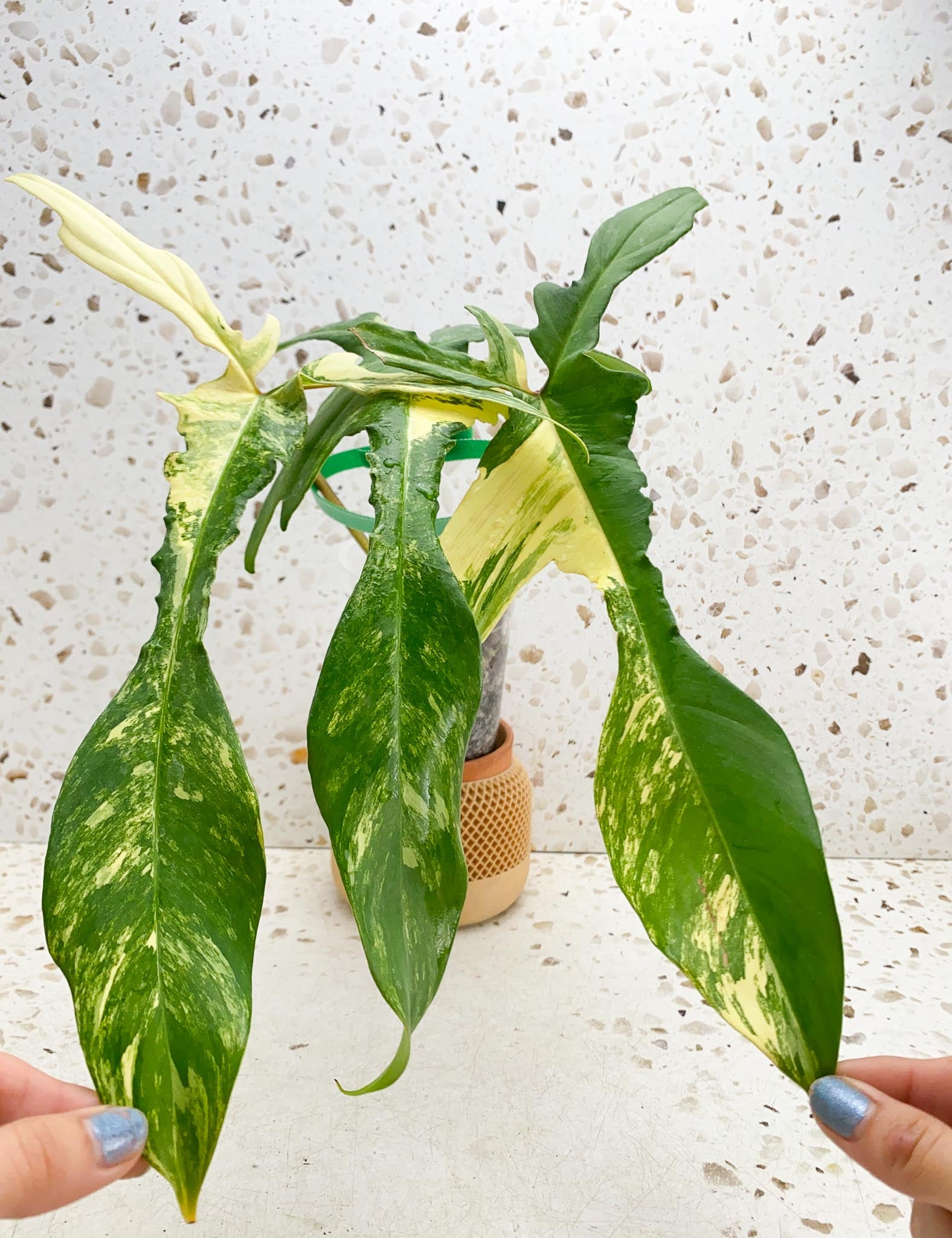 Philodendron Florida beauty 3 Leaves  3 Nodes  Highly Variegated Rooted