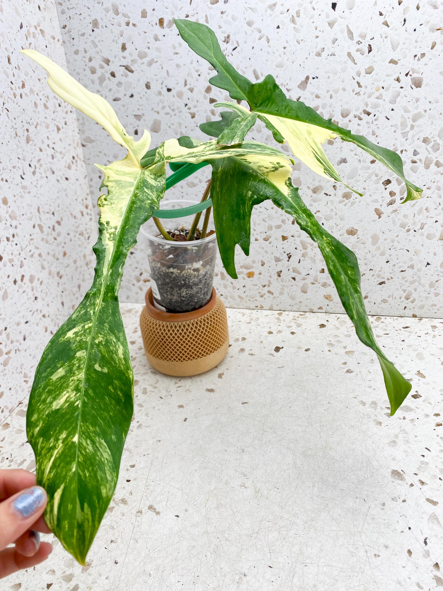 Philodendron Florida beauty 3 Leaves  3 Nodes  Highly Variegated Rooted