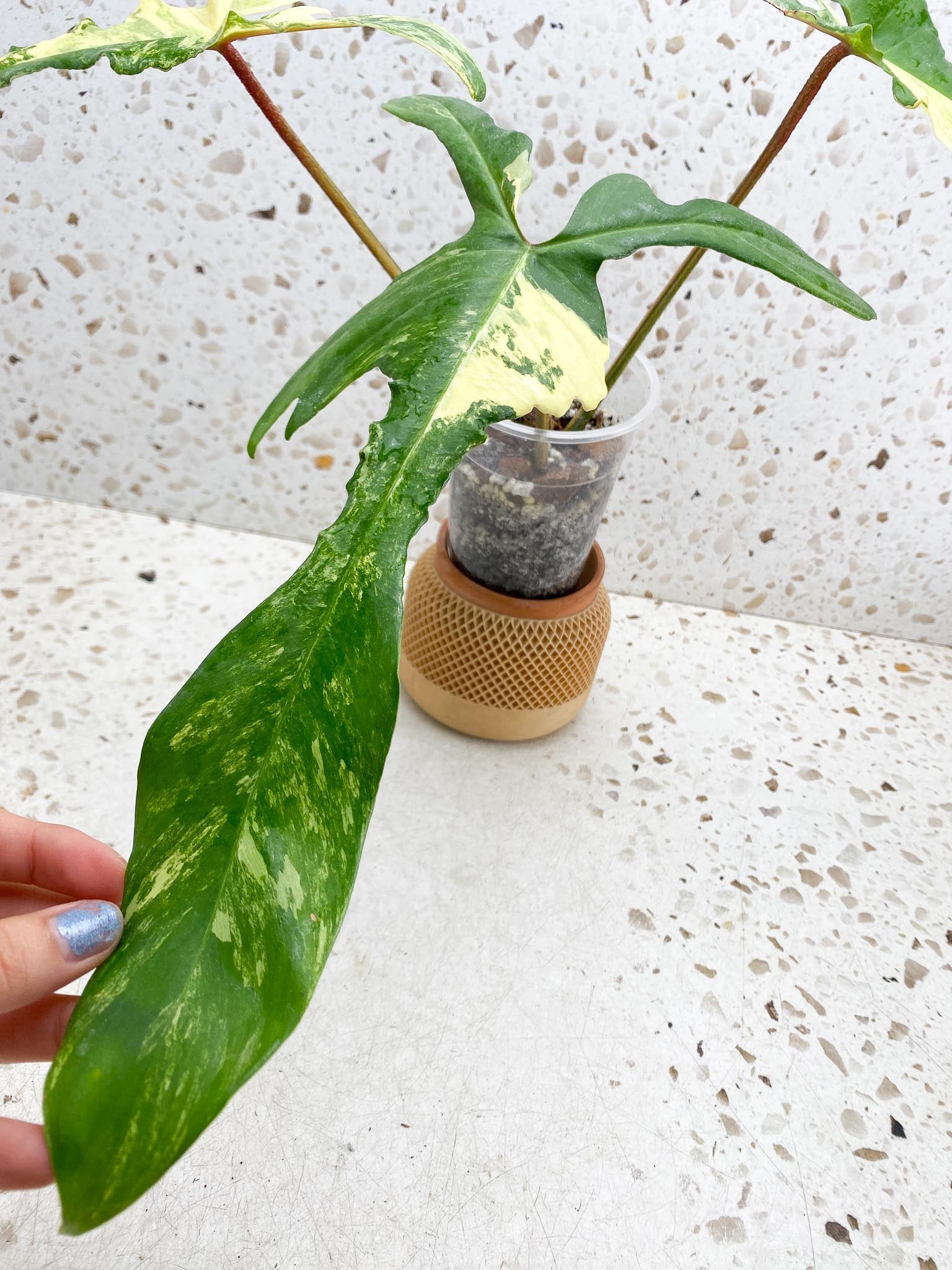 Philodendron Florida beauty 3 Leaves  3 Nodes  Highly Variegated Rooted