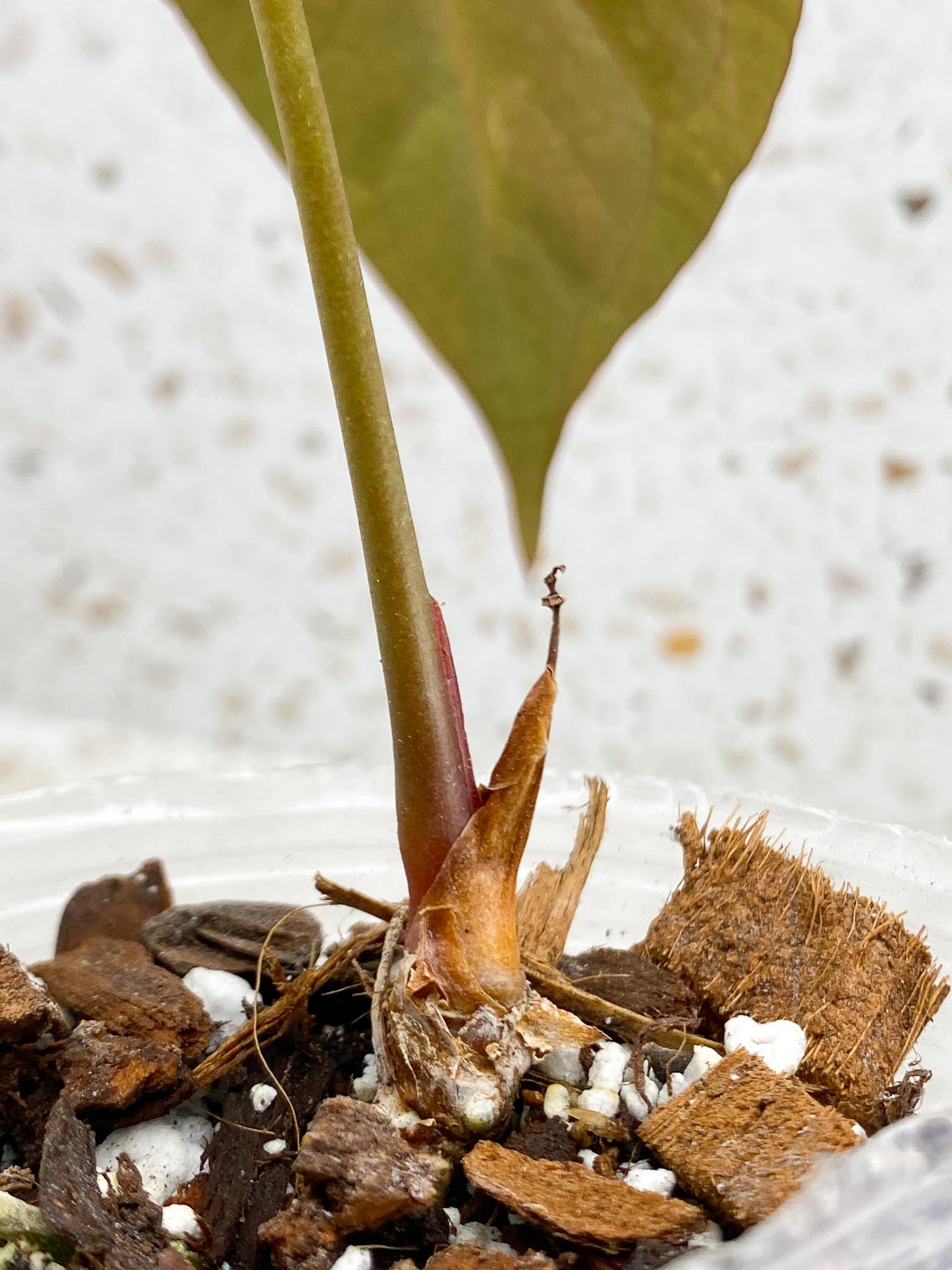 Anthurium Papillilaminum X  Warocqueanum Dark form 1 Leaf Multiple Nodes 1 Sprout Rooted