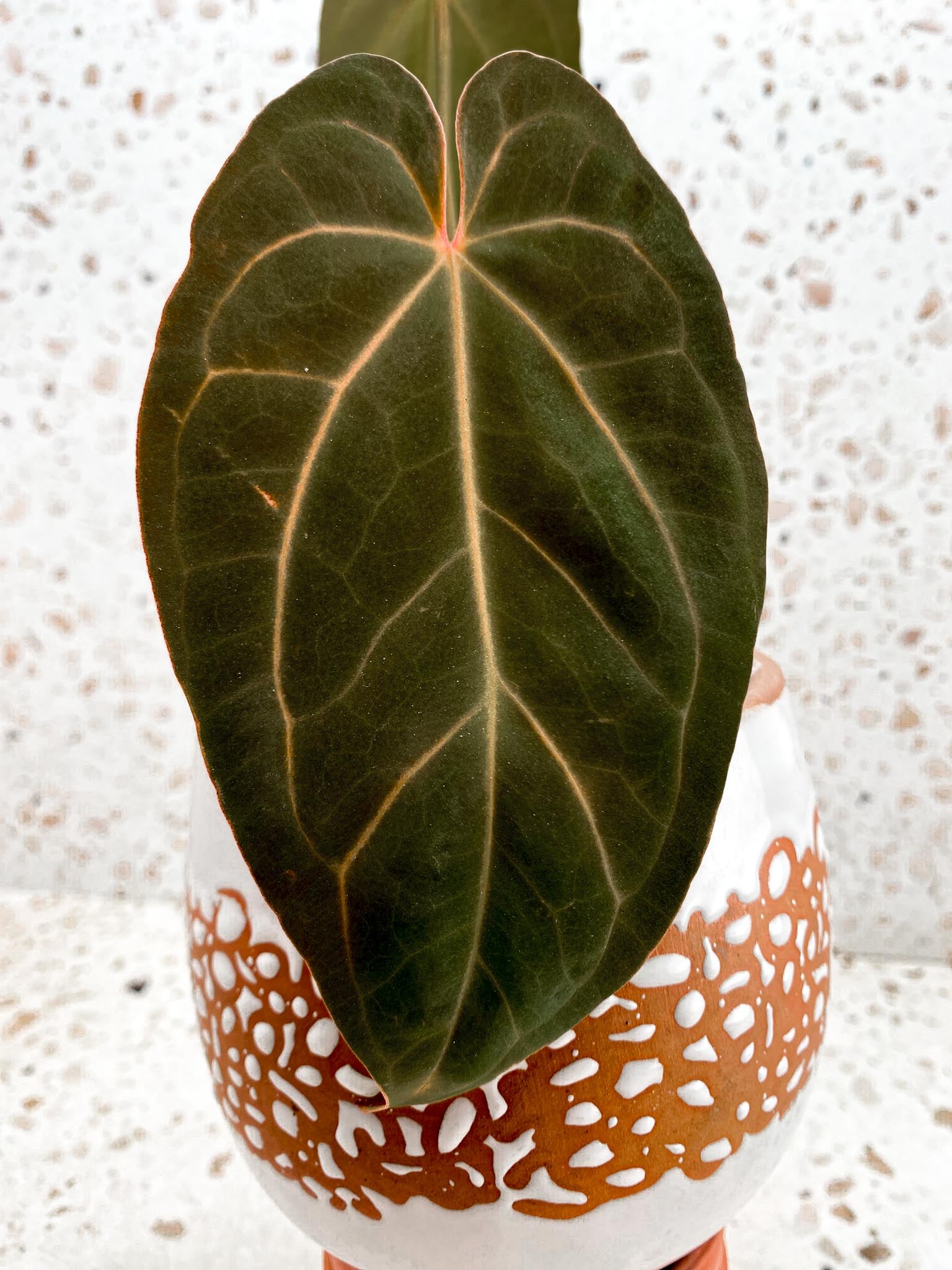 Anthurium Papillilaminum Fort Sherman X Red Vein Dark Phoenix 2 Leaves  Multiple Nodes Top Cutting Rooted