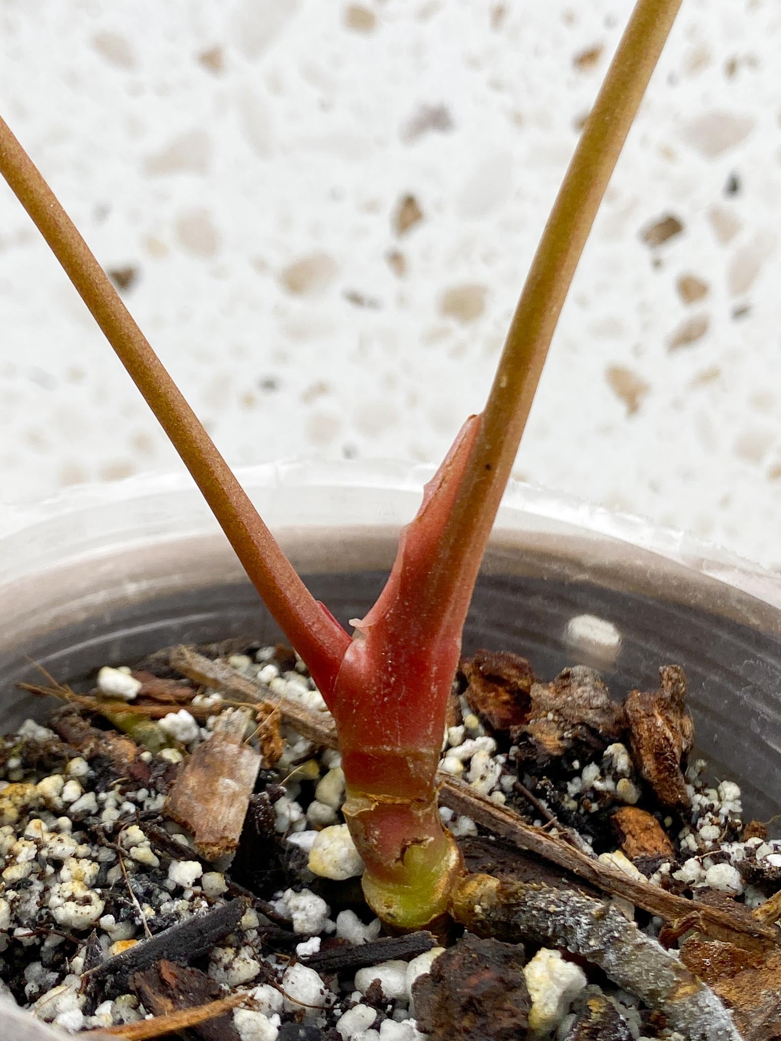 Anthurium Papillilaminum Fort Sherman X Red Vein Dark Phoenix 2 Leaves  Multiple Nodes Top Cutting Rooted