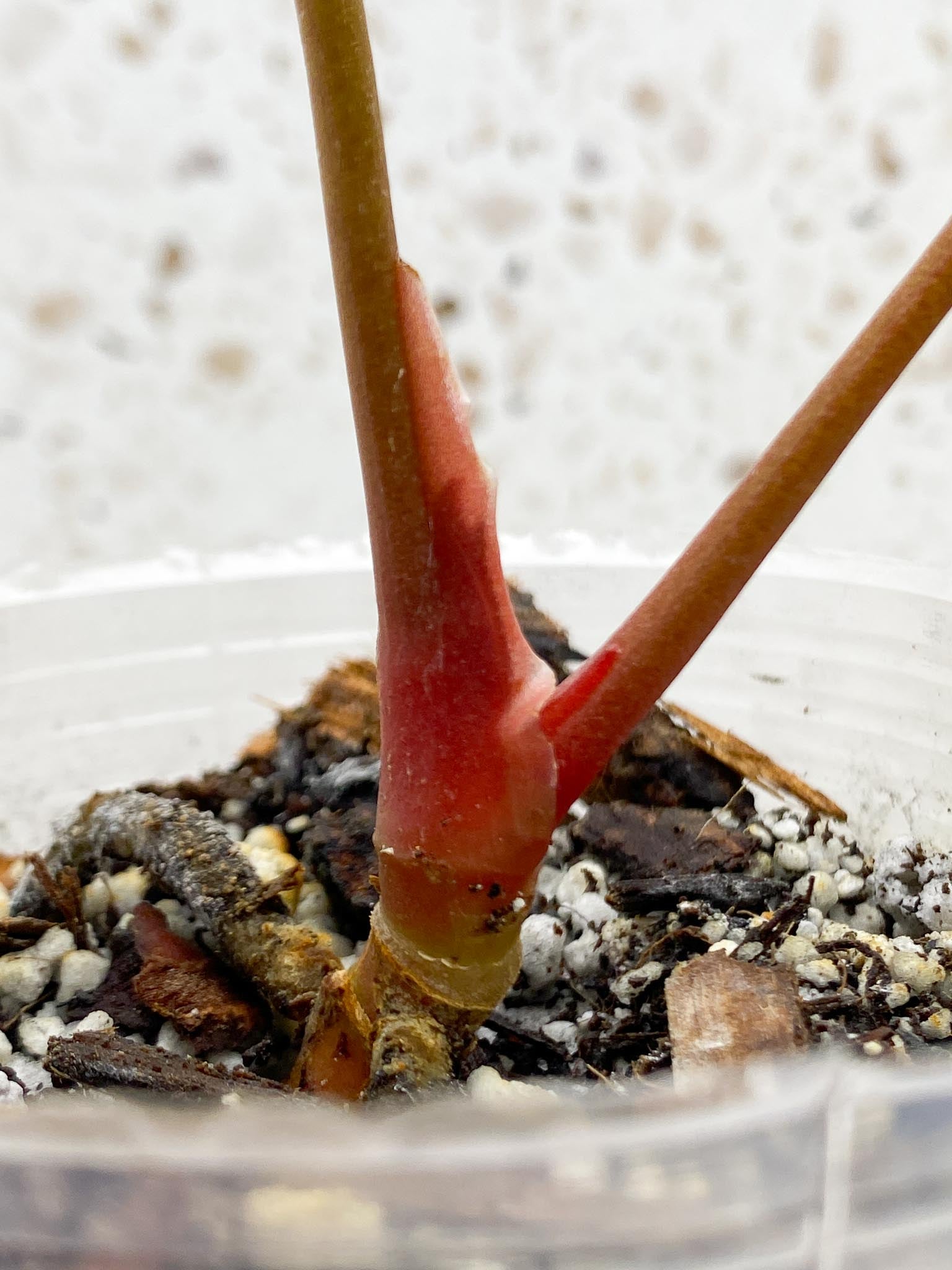 Anthurium Papillilaminum Fort Sherman X Red Vein Dark Phoenix 2 Leaves  Multiple Nodes Top Cutting Rooted