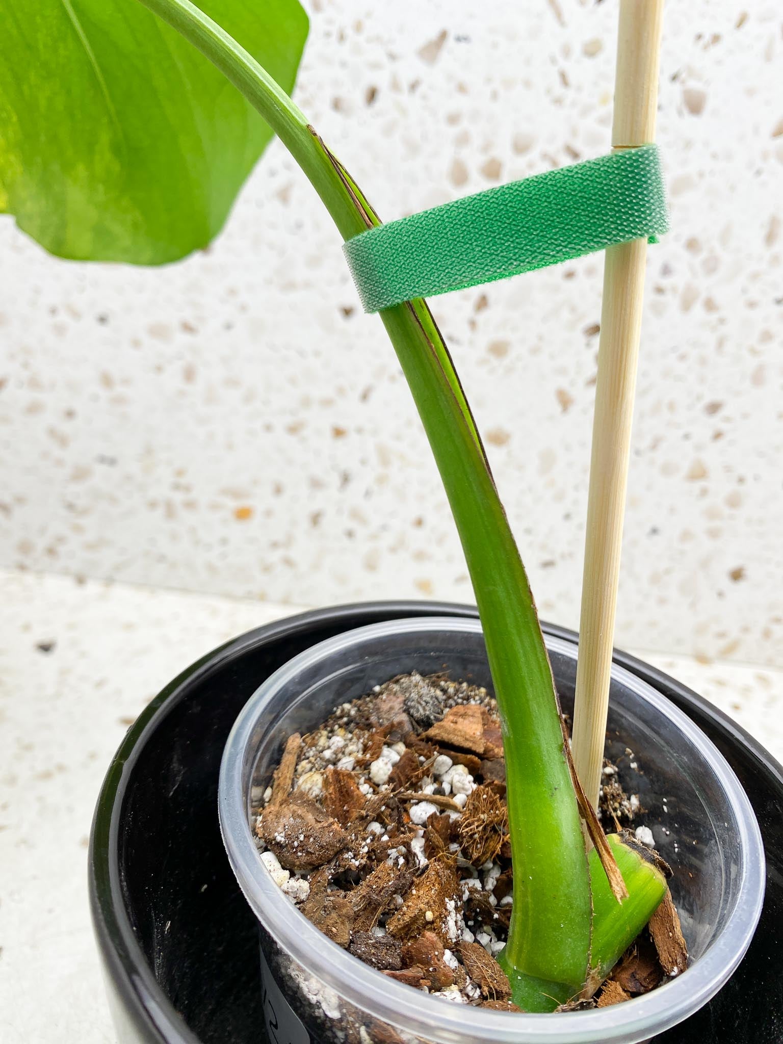 Monstera Aurea Tricolor 1 Leaf 1 Node  Rooted