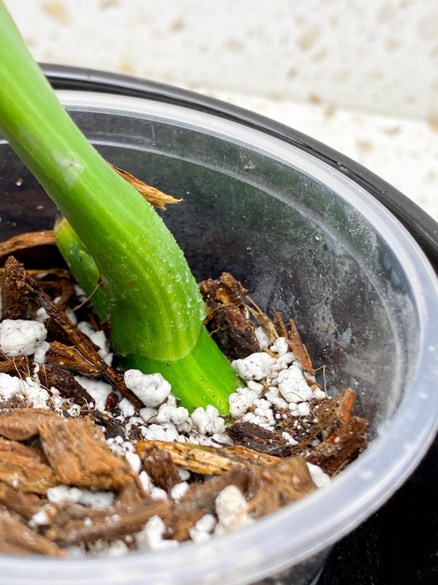 Monstera Aurea Tricolor 1 Leaf 1 Node  Rooted