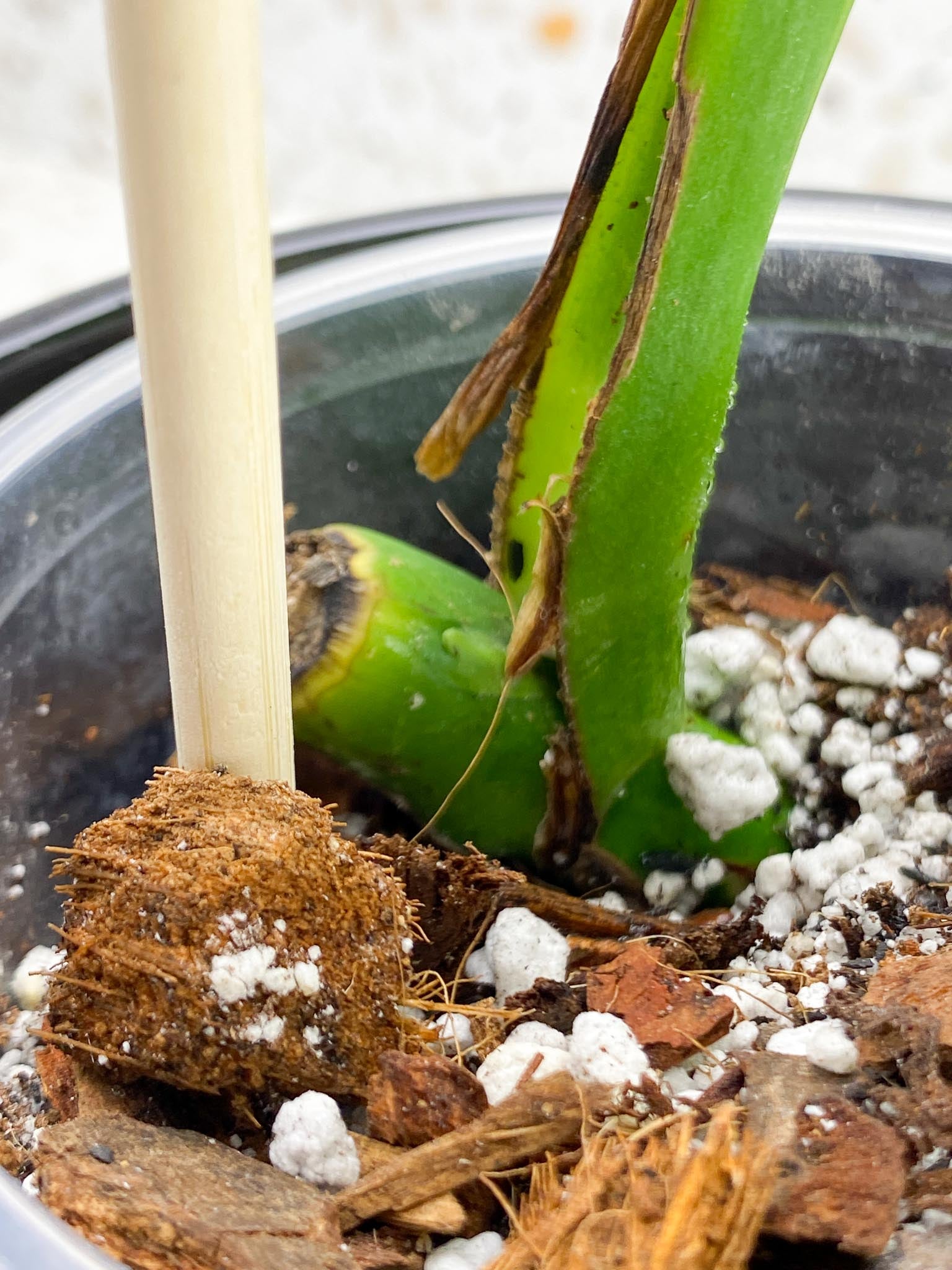 Monstera Aurea Tricolor 1 Leaf 1 Node  Rooted