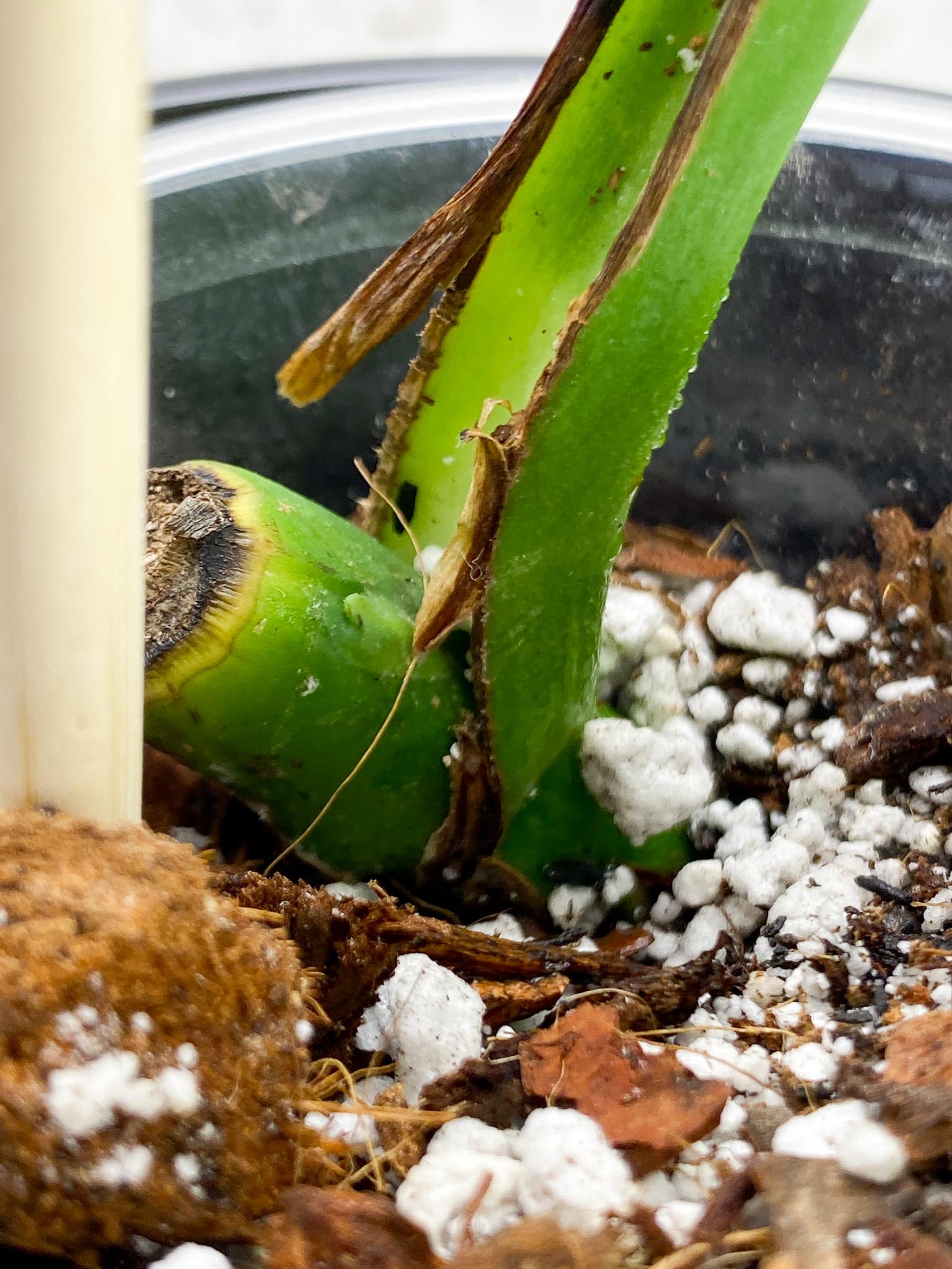 Monstera Aurea Tricolor 1 Leaf 1 Node  Rooted