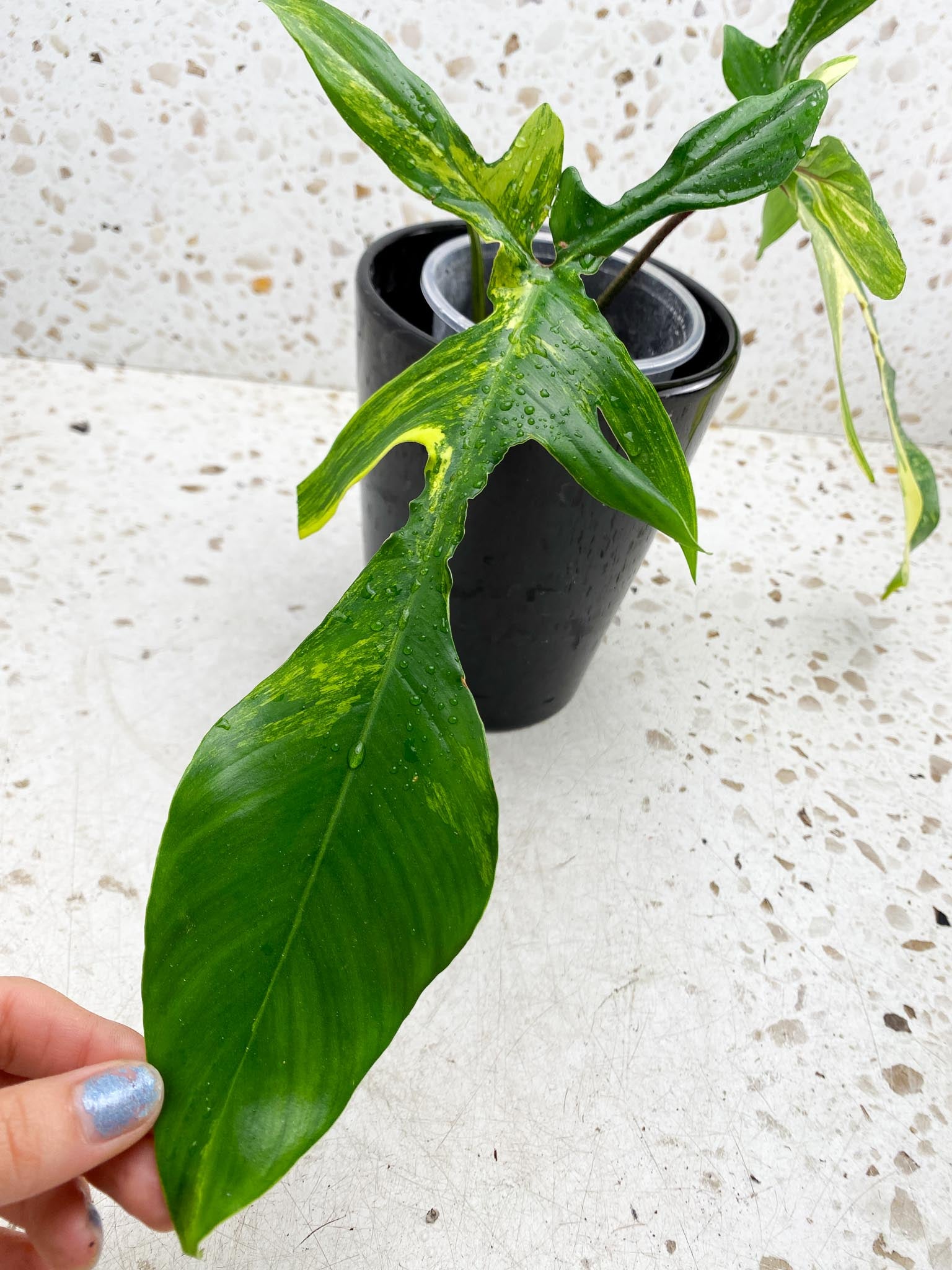 Philodendron Florida beauty 2 Leaves  2 Nodes  Rooted