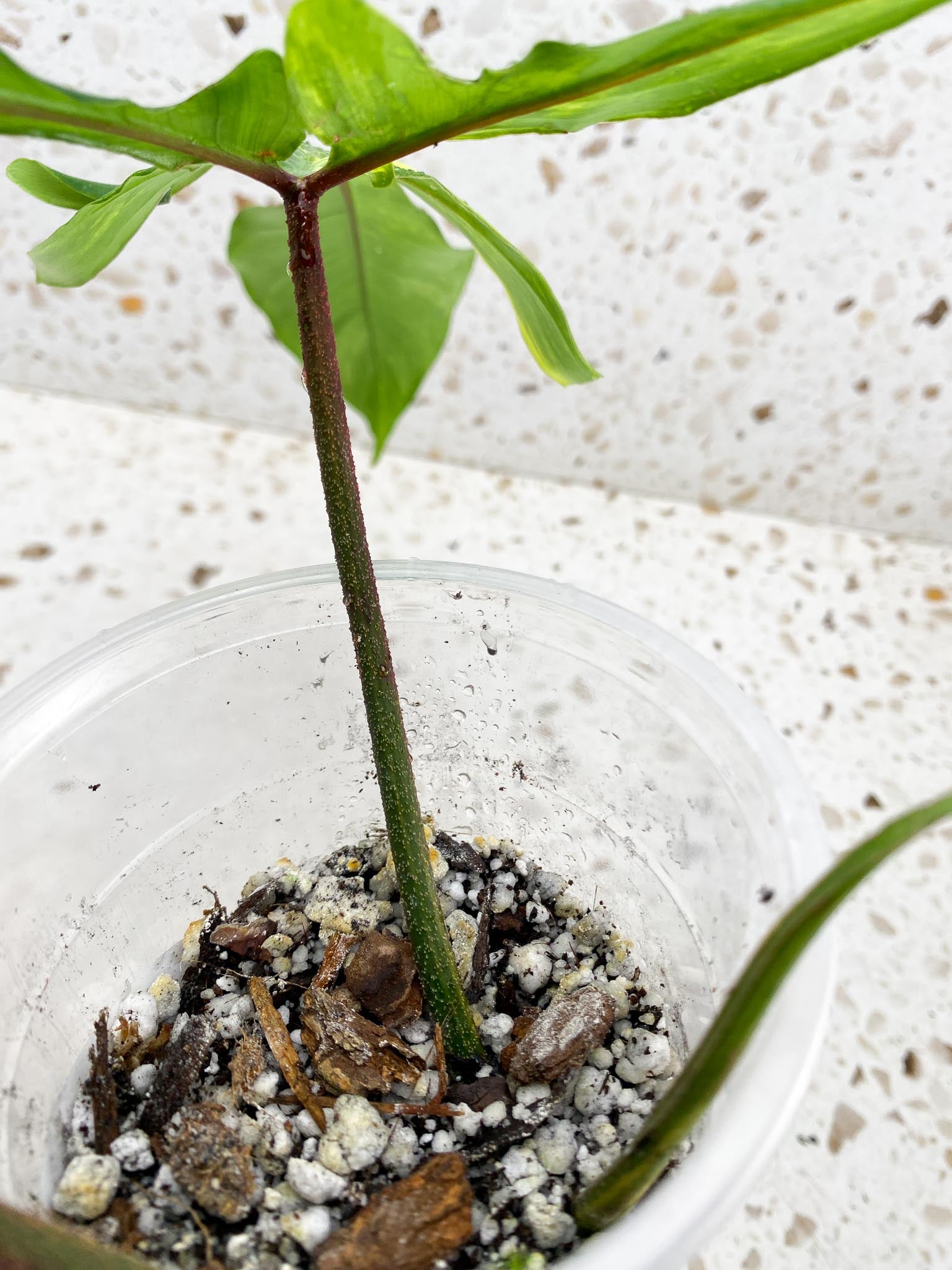 Philodendron Florida beauty 2 Leaves  2 Nodes  Rooted