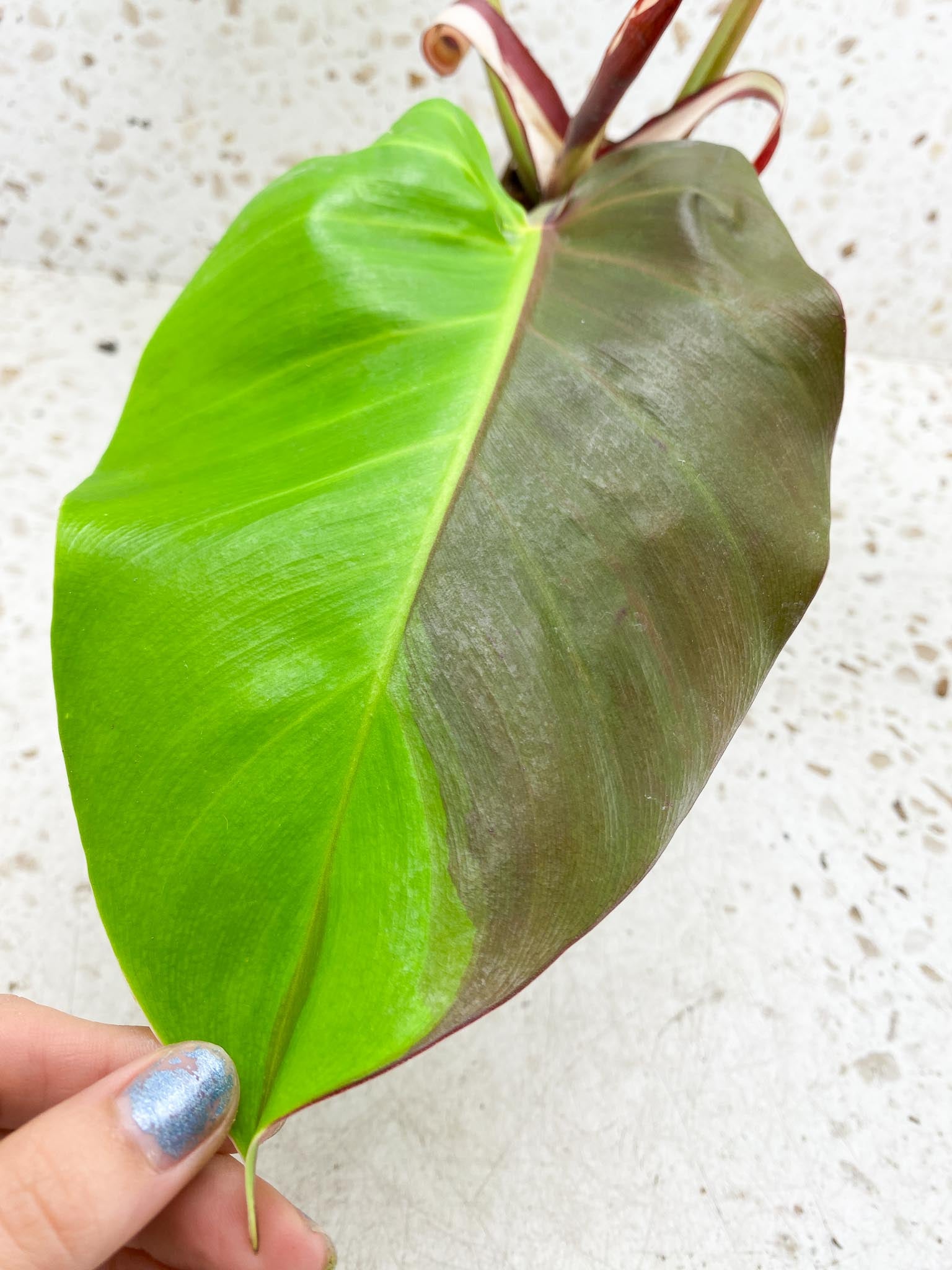 Philodendron Red Moon Variegated 3 Leaves  4 Nodes  1 Sprout Top Cutting Rooted