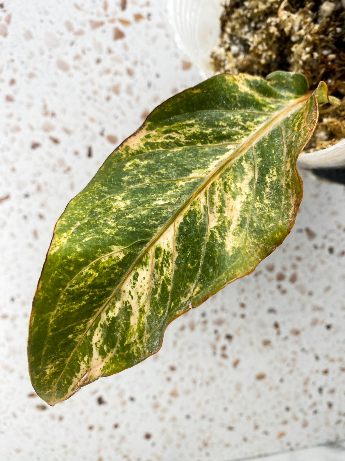 Anthurium Renaissance Variegated (pink dragon) 1 leaf rooted in moss