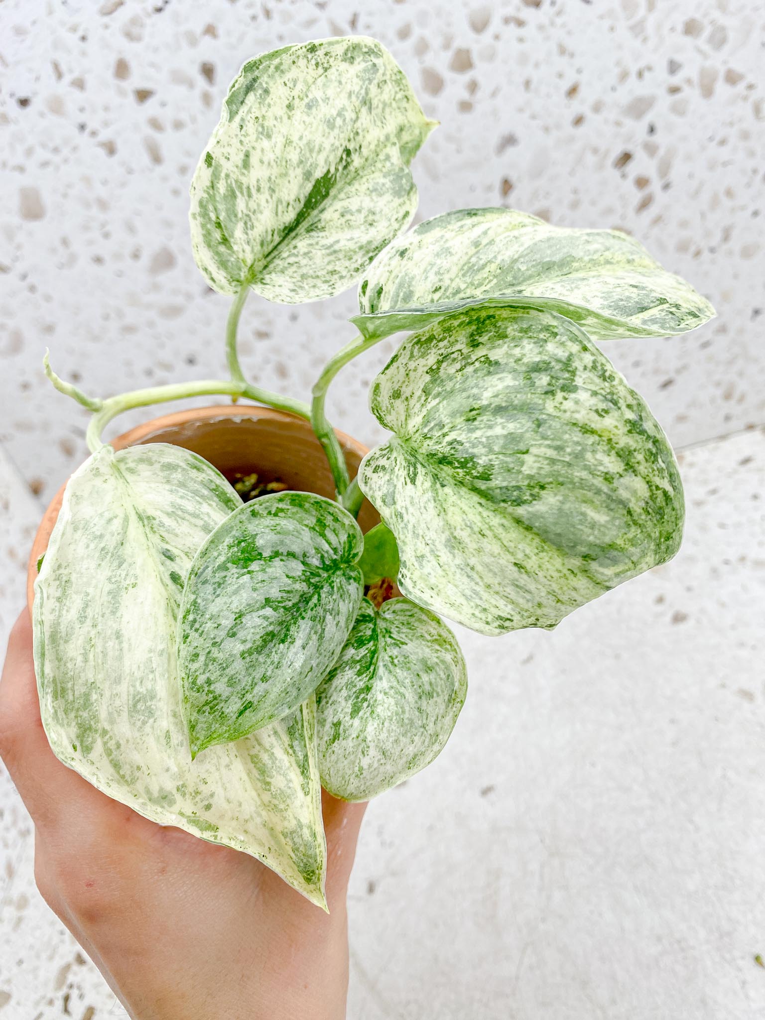 Scindapsus Peasun Variegated Multiple Leaves  Multiple Nodes 1 Sprout Big leaves Rooted