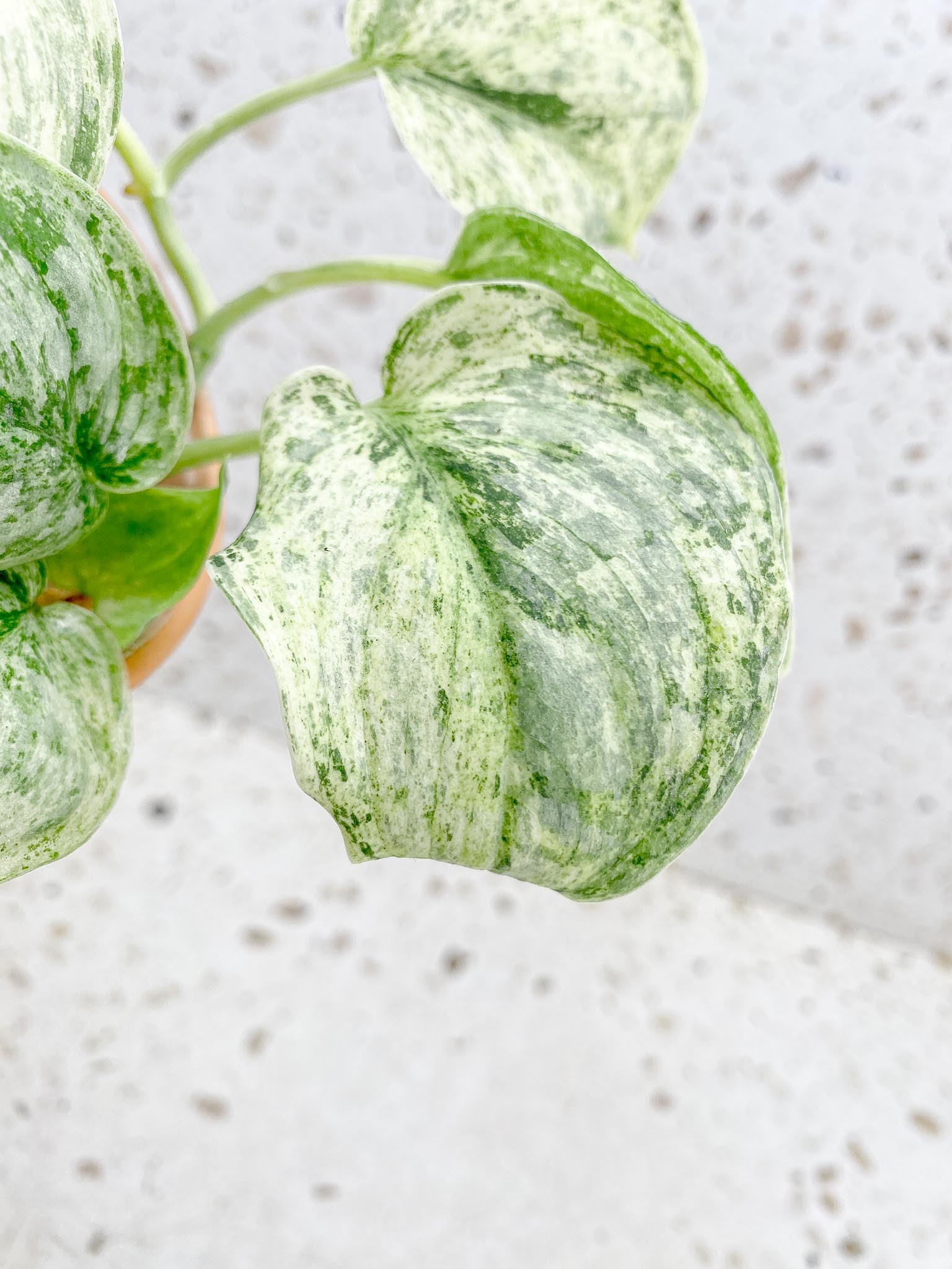 Scindapsus Peasun Variegated Multiple Leaves  Multiple Nodes 1 Sprout Big leaves Rooted