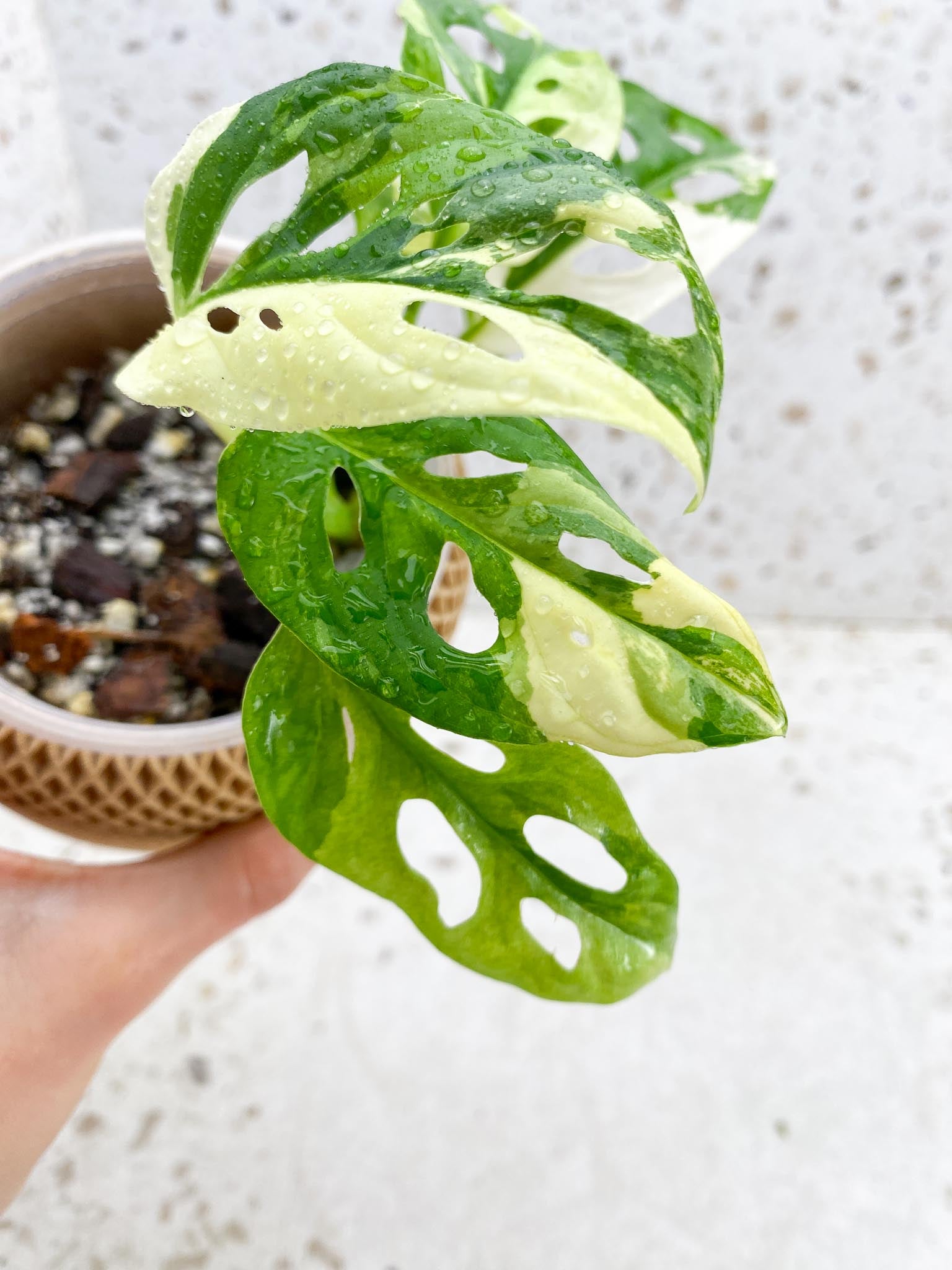 Monstera Adansonii Albo Tricolor Multiple Leaves  Multiple Nodes 1 Sprout  Highly Variegated Top Cutting Rooted