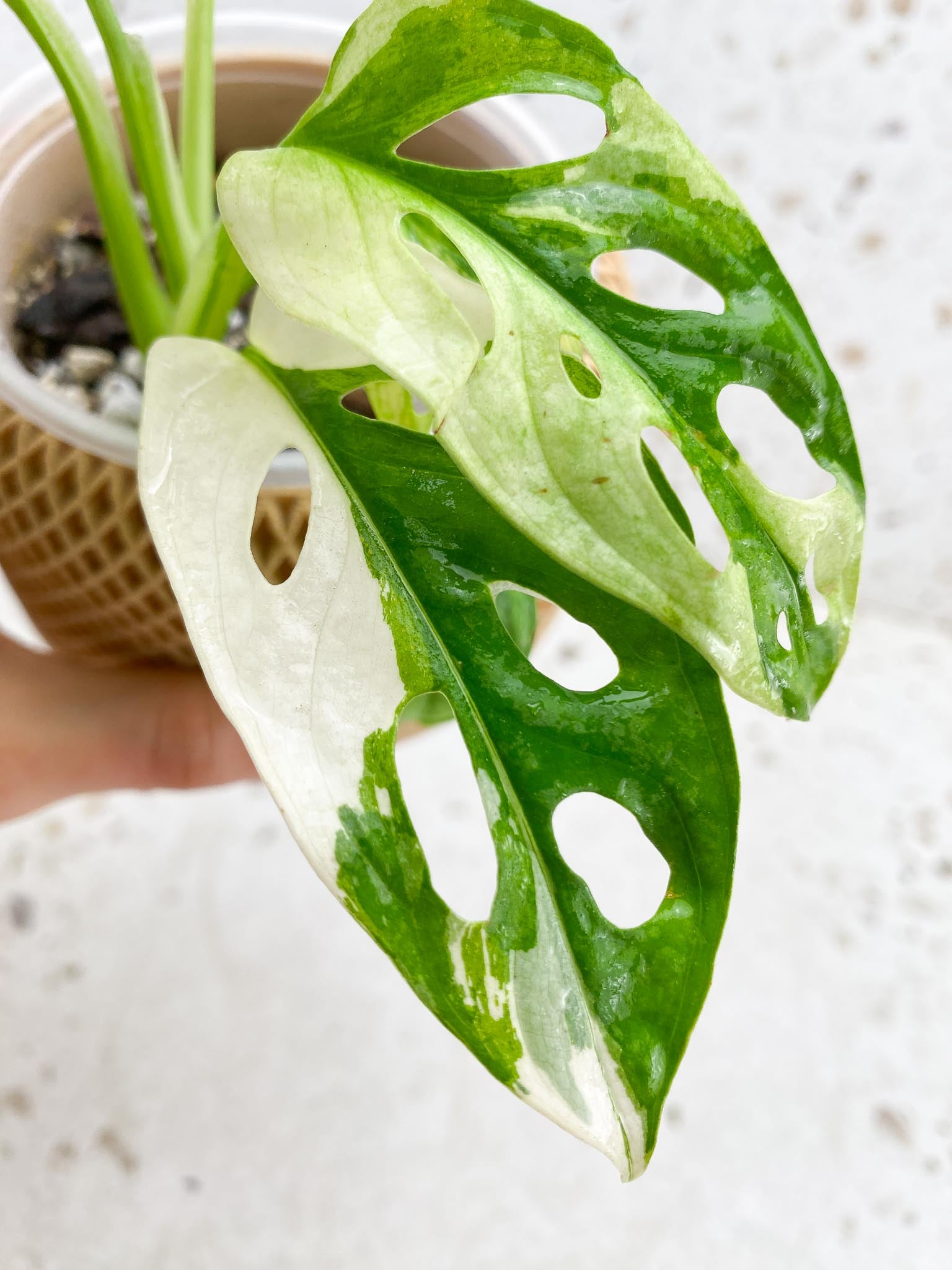 Monstera Adansonii Albo Tricolor Multiple Leaves  Multiple Nodes 1 Sprout  Highly Variegated Top Cutting Rooted