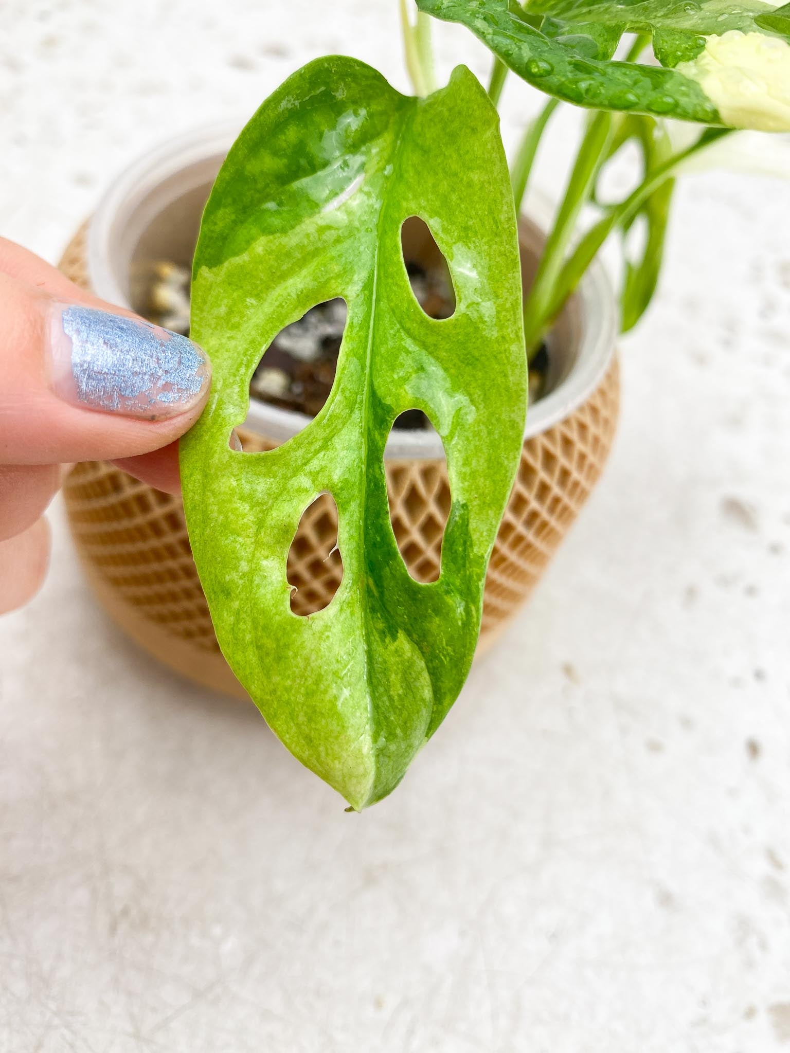 Monstera Adansonii Albo Tricolor Multiple Leaves  Multiple Nodes 1 Sprout  Highly Variegated Top Cutting Rooted