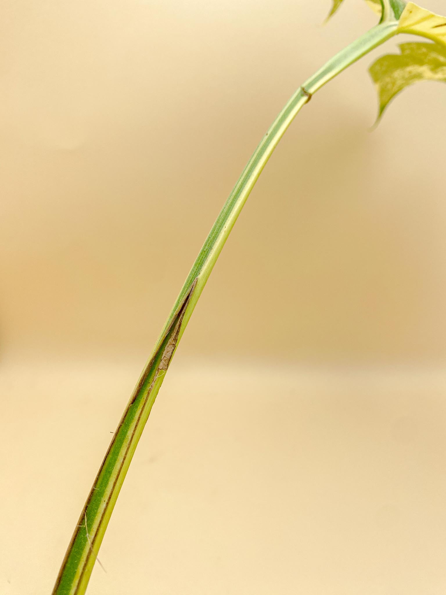 Monstera Aurea Tricolor 1 Leaf 1 Node  Rooted