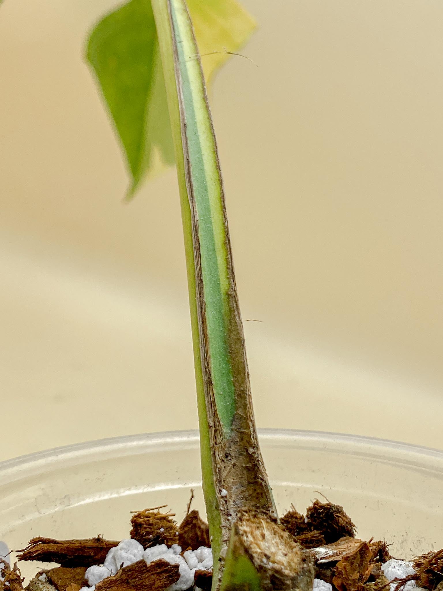 Monstera Aurea Tricolor 1 Leaf 1 Node  Rooted