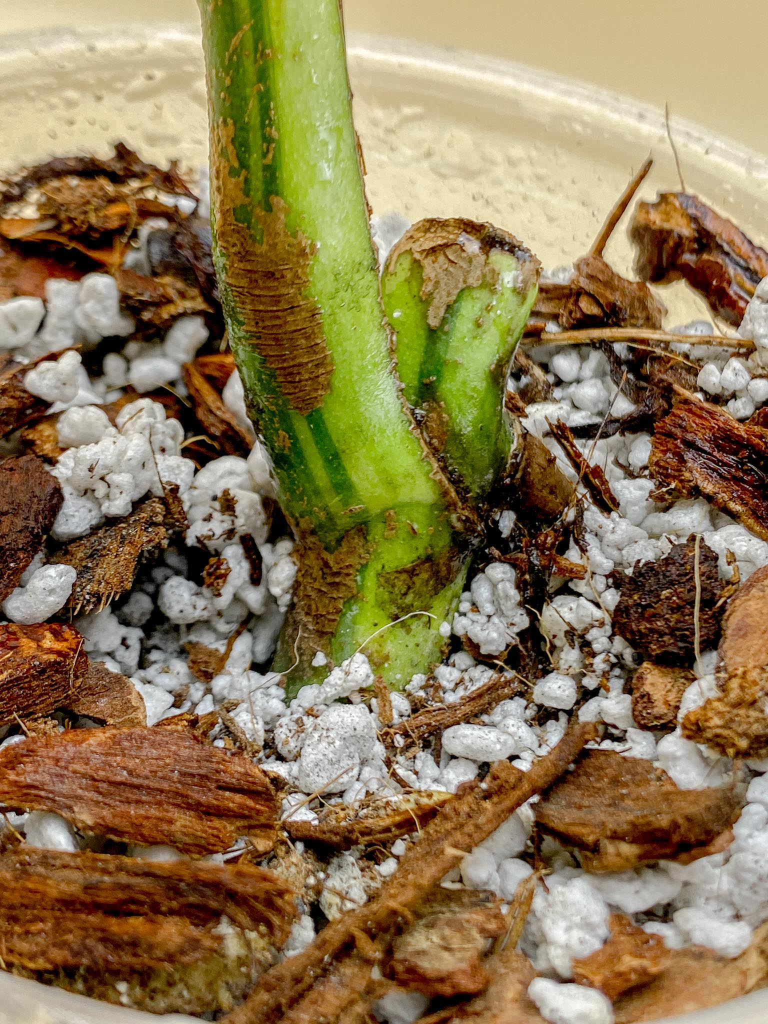 Monstera Aurea Tricolor 1 Leaf 1 Node  Rooted