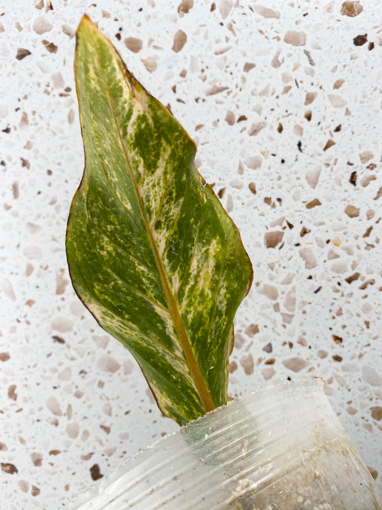 Anthurium Renaissance Variegated (pink dragon) 1 leaf rooted in moss