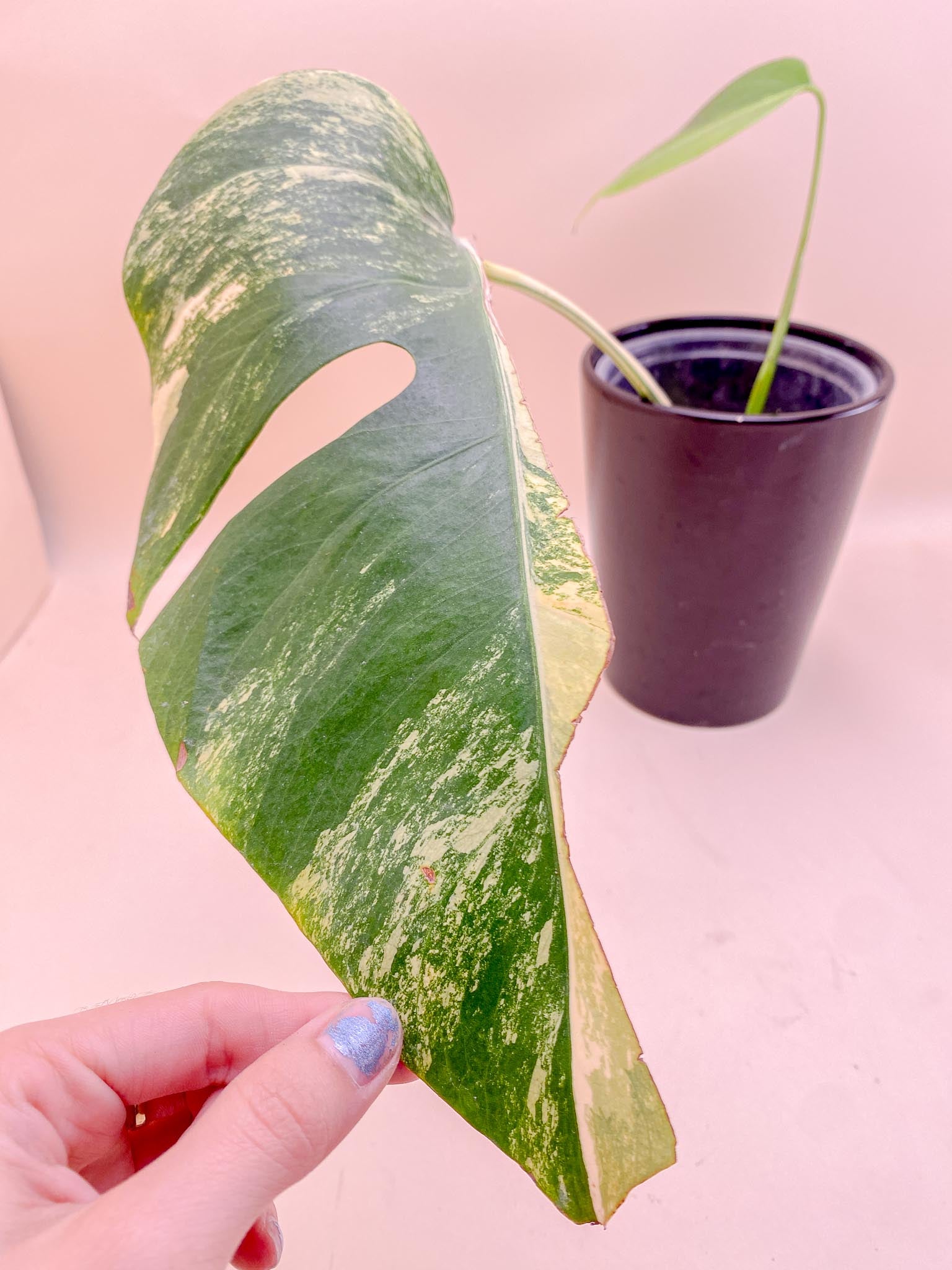 Monstera Aurea Tricolor 2 Leaves  4 Nodes  2 Sprouts Top Cutting Rooted