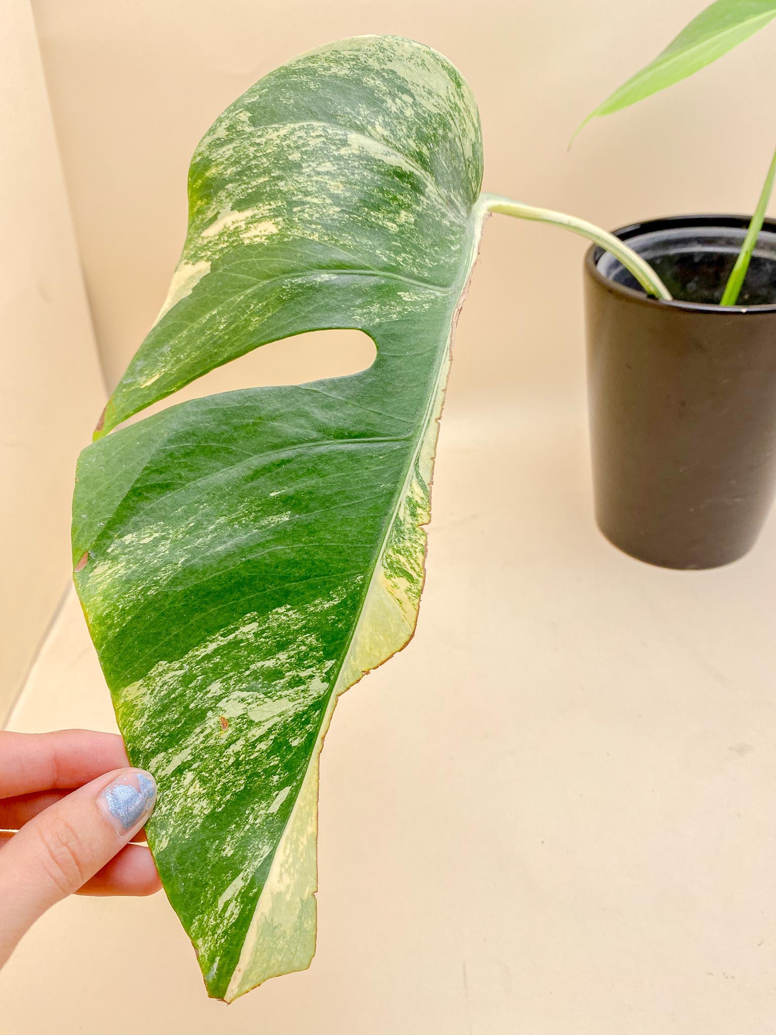 Monstera Aurea Tricolor 2 Leaves  4 Nodes  2 Sprouts Top Cutting Rooted