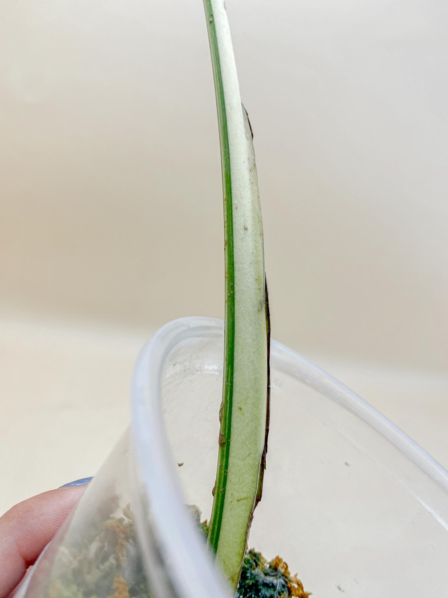 Monstera Aurea Tricolor 2 Leaves  4 Nodes  2 Sprouts Top Cutting Rooted