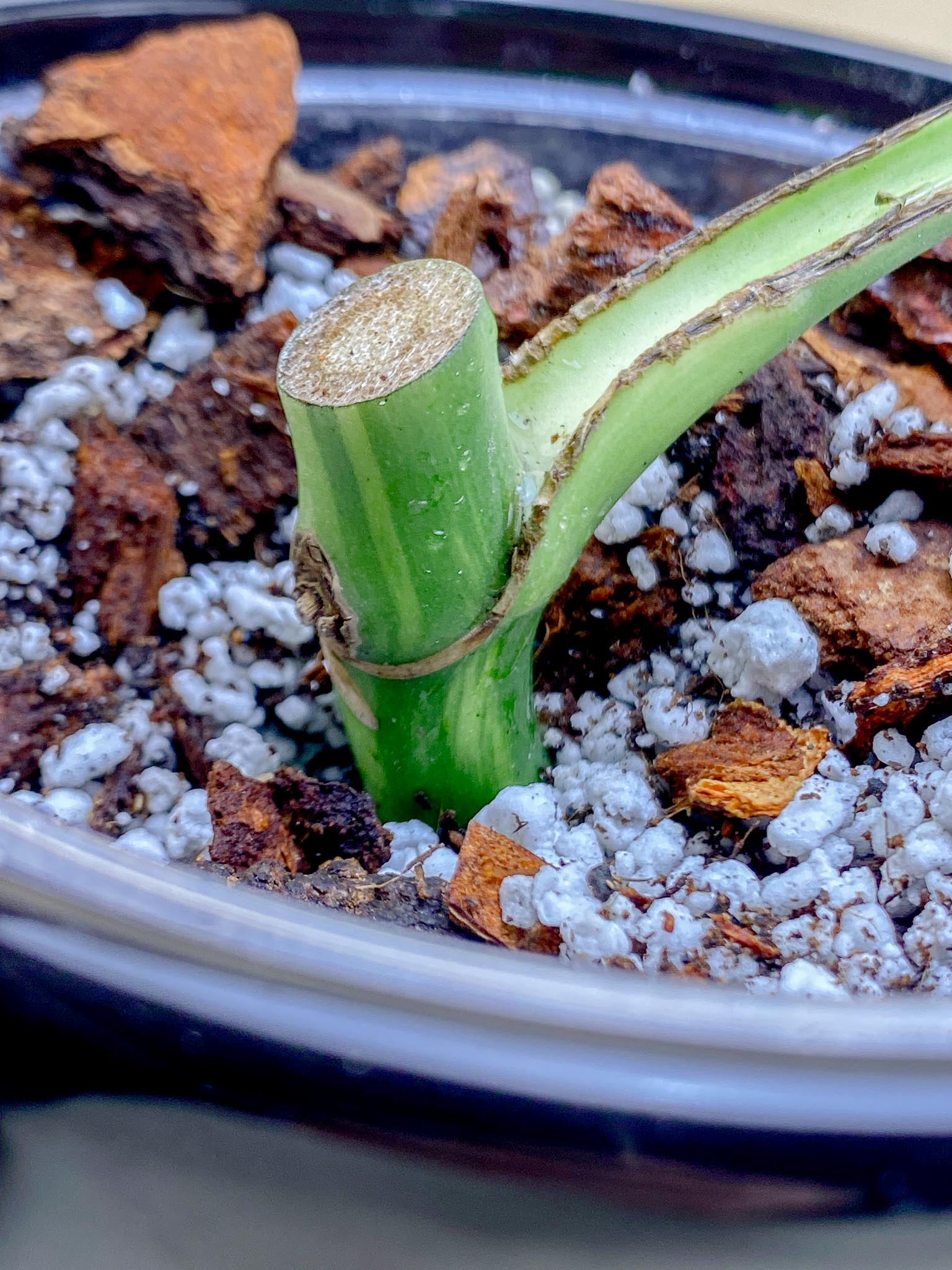 Monstera Aurea Tricolor 1 Leaf 1 Node  Rooted