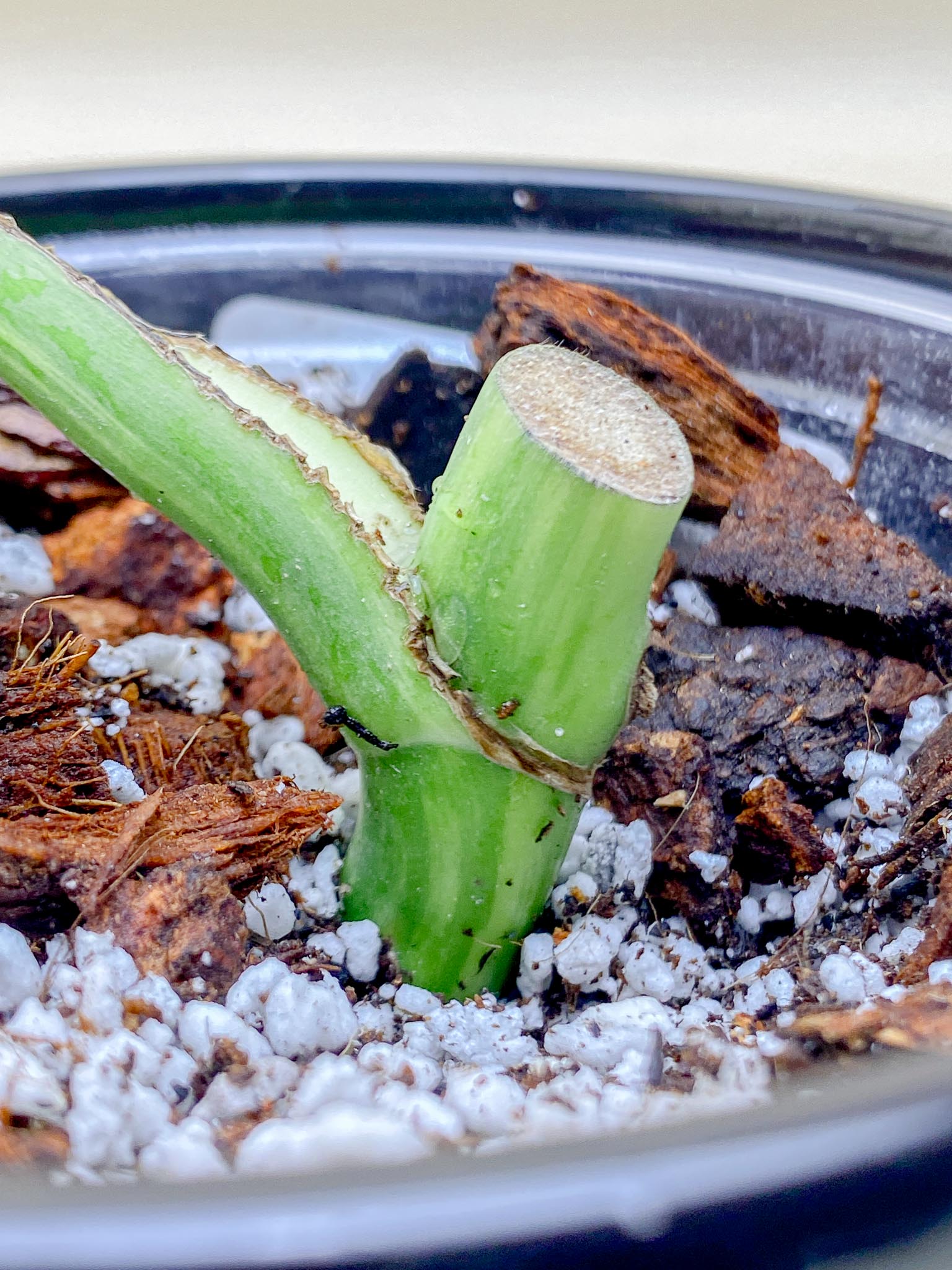 Monstera Aurea Tricolor 1 Leaf 1 Node  Rooted