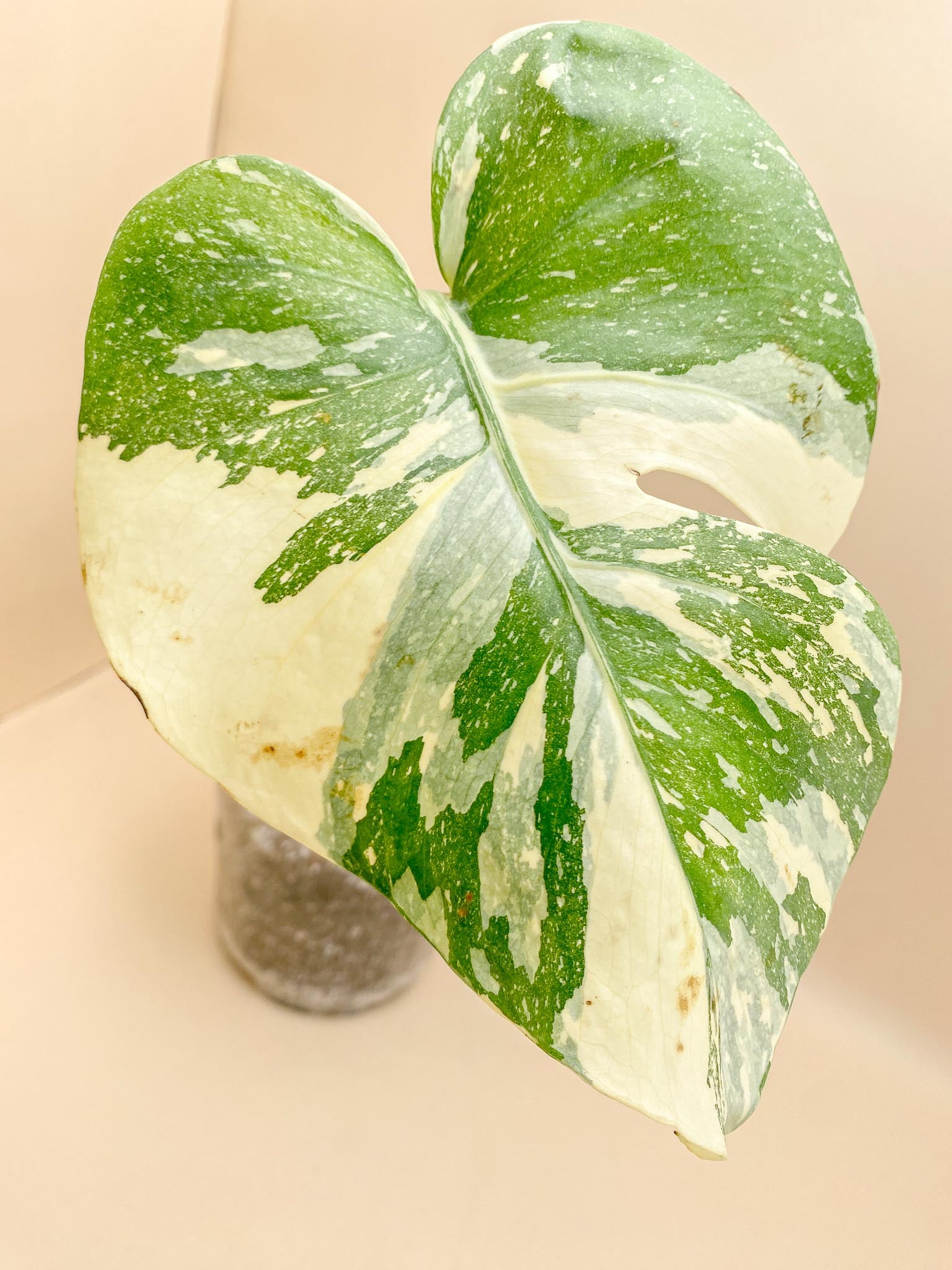 Monstera Thai Constellation  Creme Brulee Variegated 1 Leaf Multiple Nodes Rooted