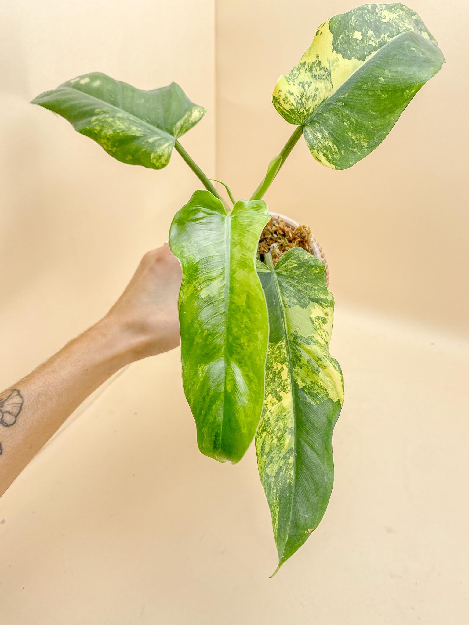 Philodendron Domesticum Variegated 4 Leaves  Multiple Nodes 1 Sprout Top Cutting Rooted