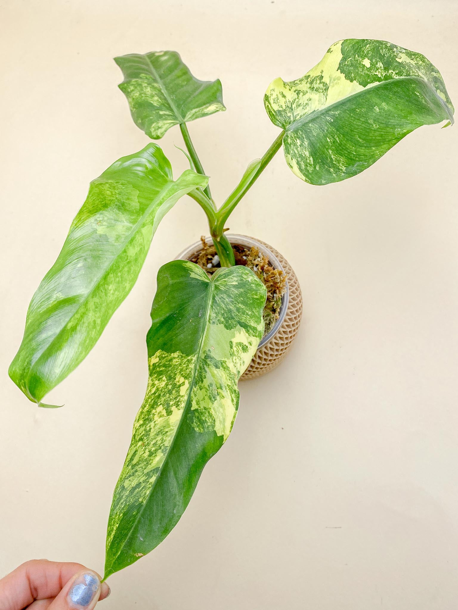 Philodendron Domesticum Variegated 4 Leaves  Multiple Nodes 1 Sprout Top Cutting Rooted