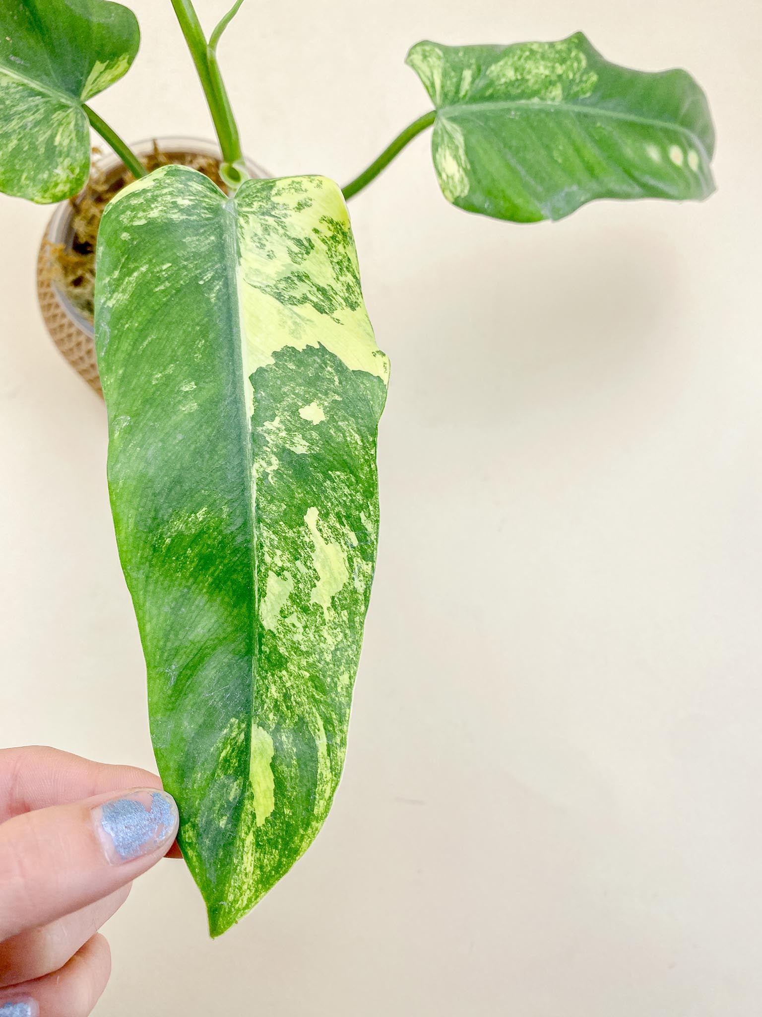 Philodendron Domesticum Variegated 4 Leaves  Multiple Nodes 1 Sprout Top Cutting Rooted