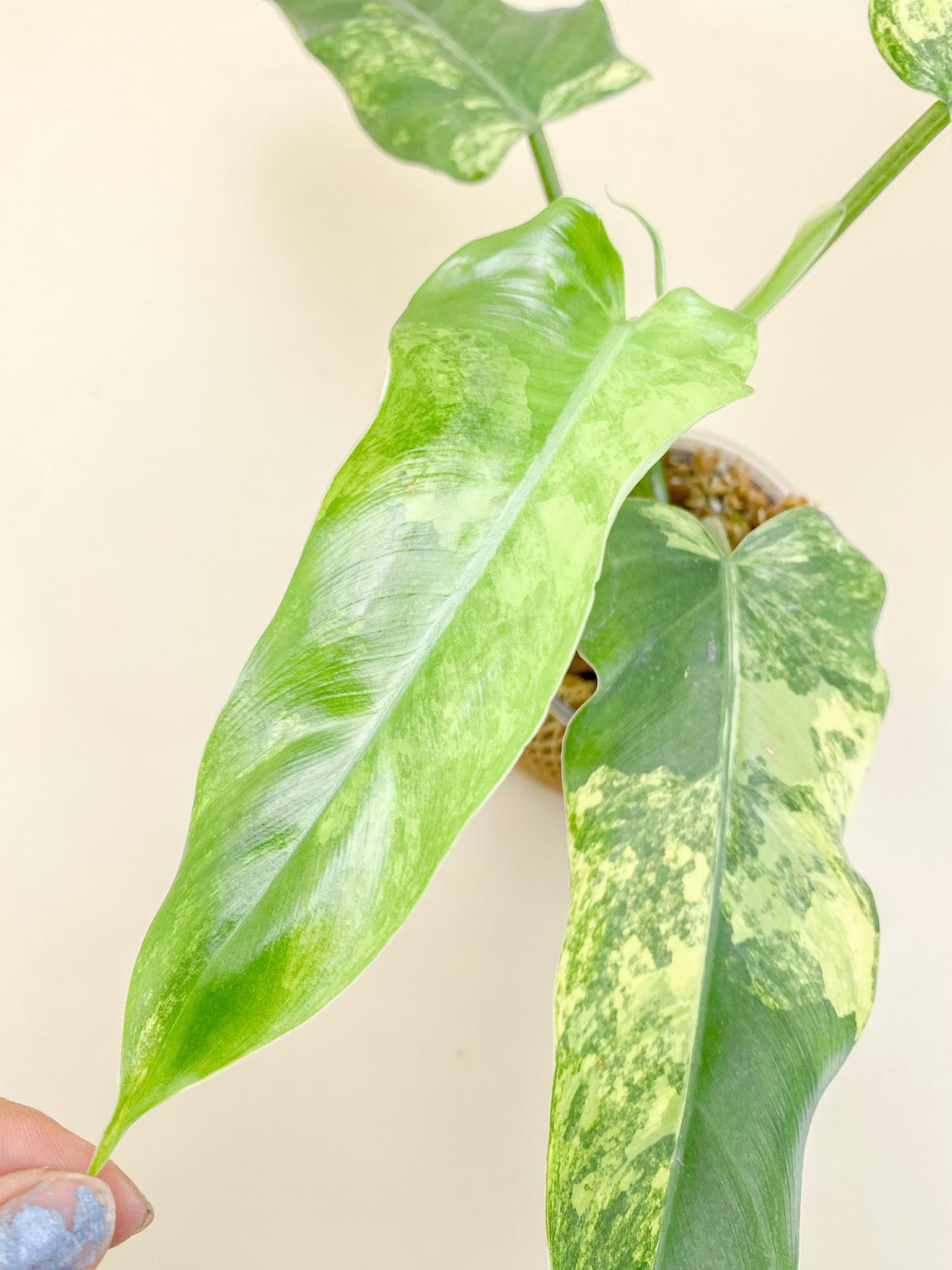 Philodendron Domesticum Variegated 4 Leaves  Multiple Nodes 1 Sprout Top Cutting Rooted