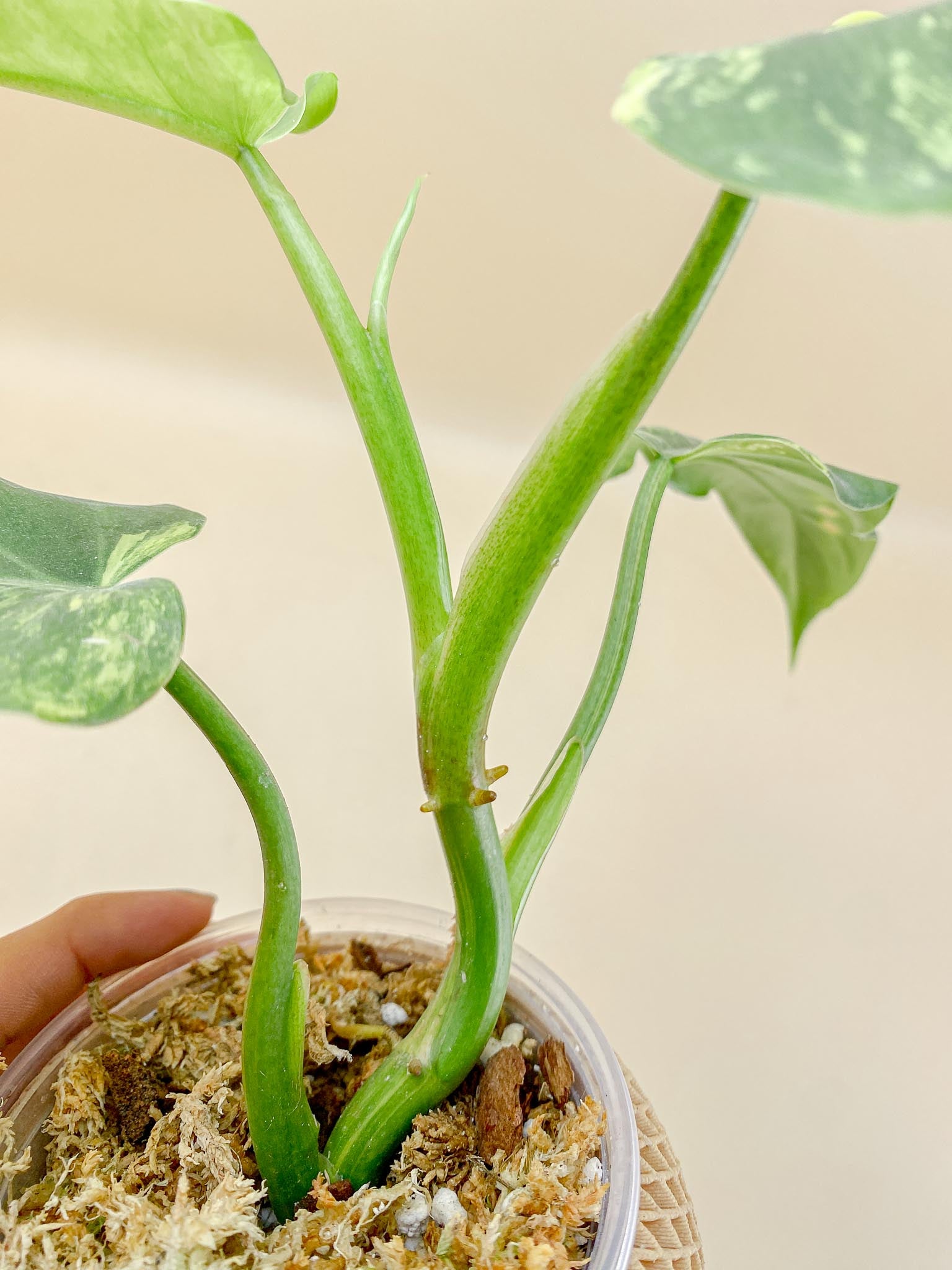 Philodendron Domesticum Variegated 4 Leaves  Multiple Nodes 1 Sprout Top Cutting Rooted