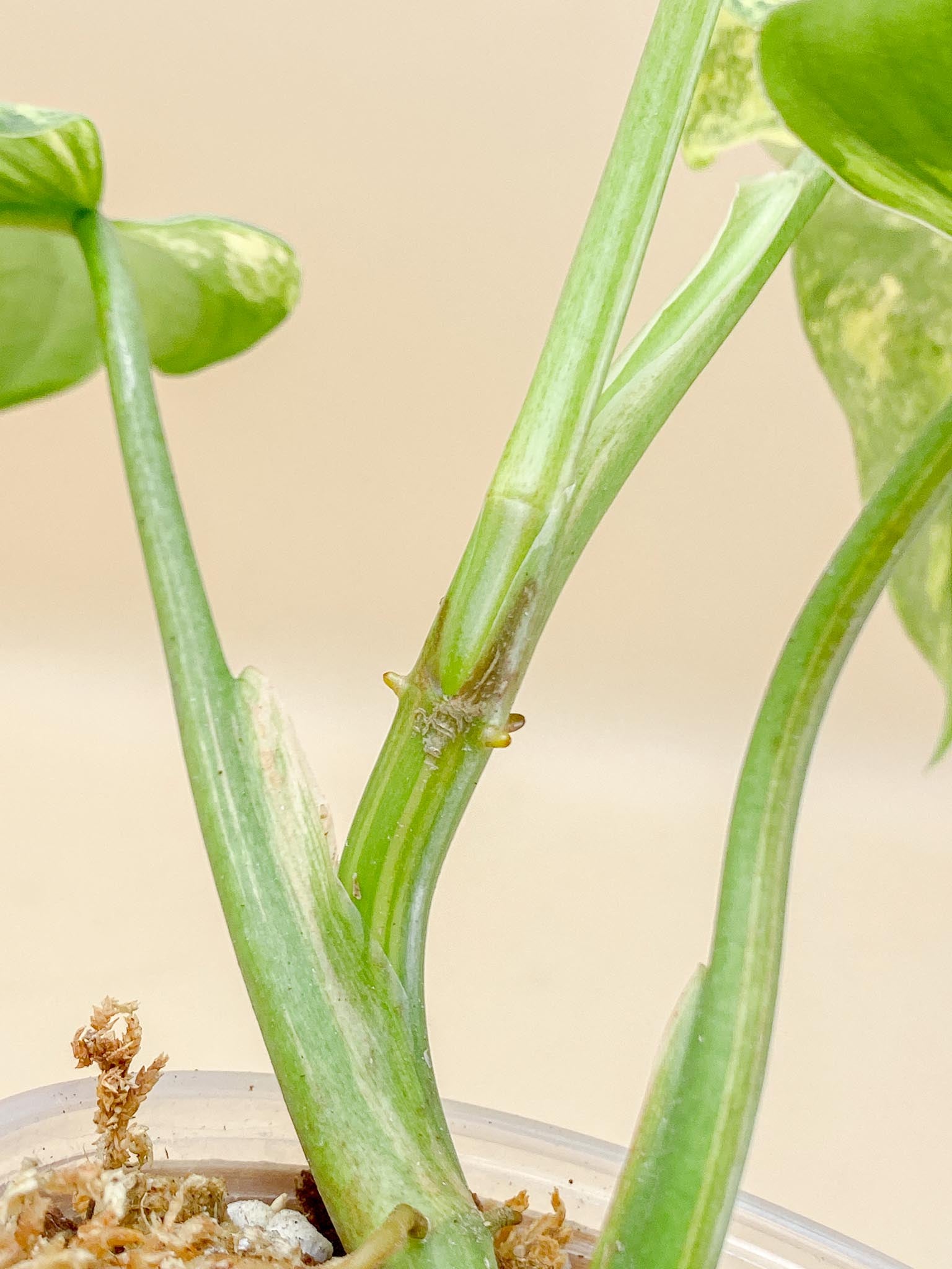 Philodendron Domesticum Variegated 4 Leaves  Multiple Nodes 1 Sprout Top Cutting Rooted