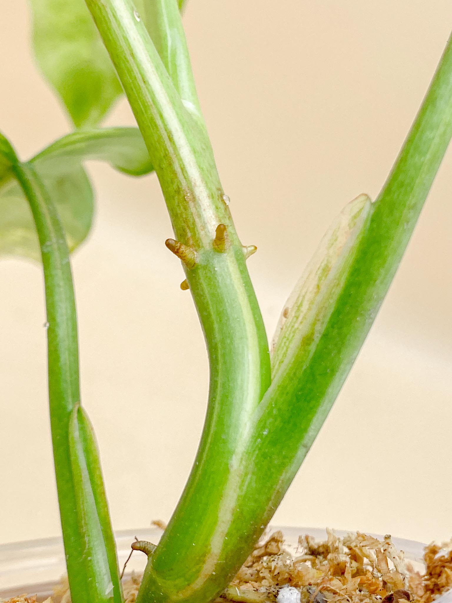 Philodendron Domesticum Variegated 4 Leaves  Multiple Nodes 1 Sprout Top Cutting Rooted