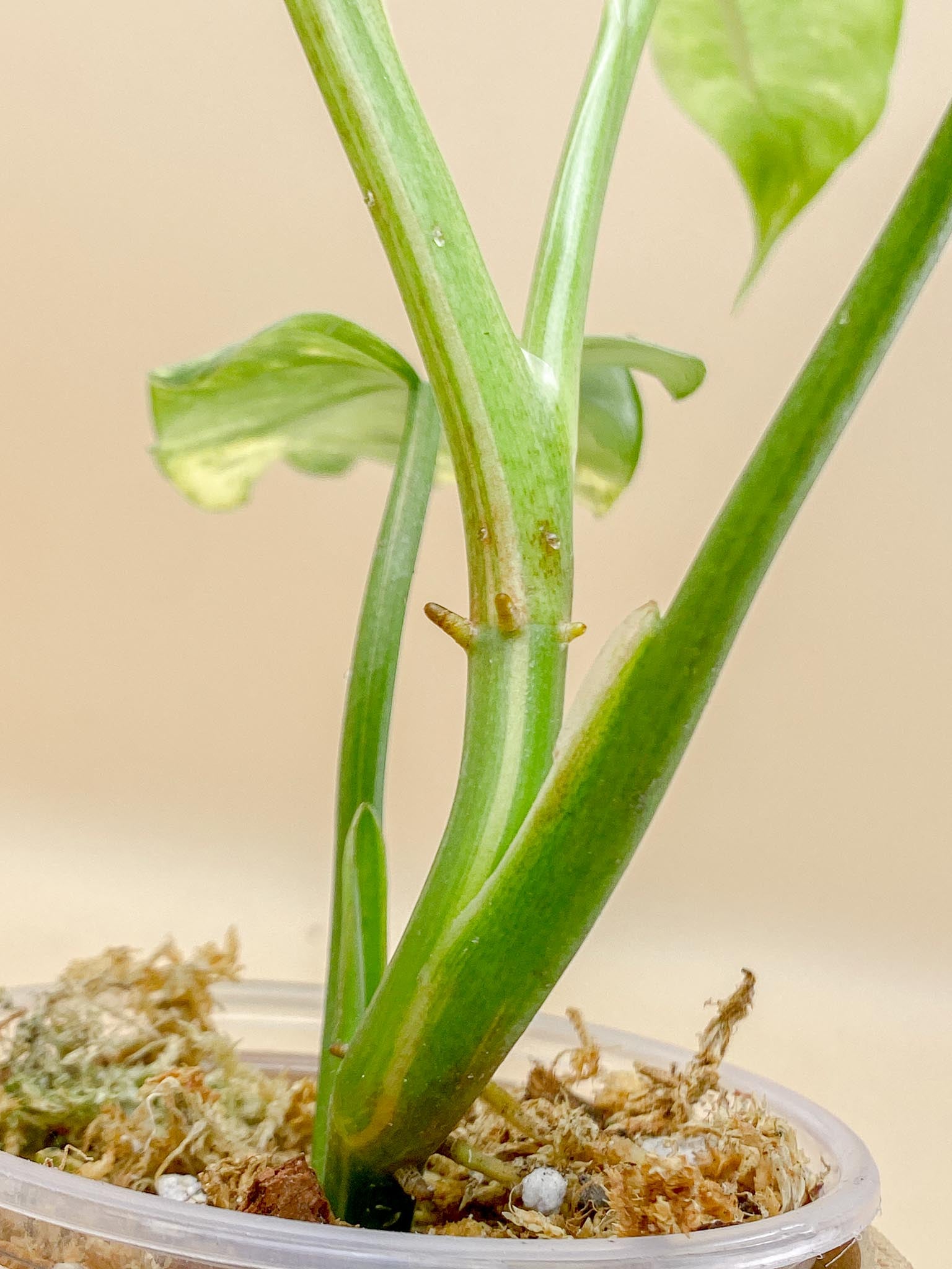 Philodendron Domesticum Variegated 4 Leaves  Multiple Nodes 1 Sprout Top Cutting Rooted