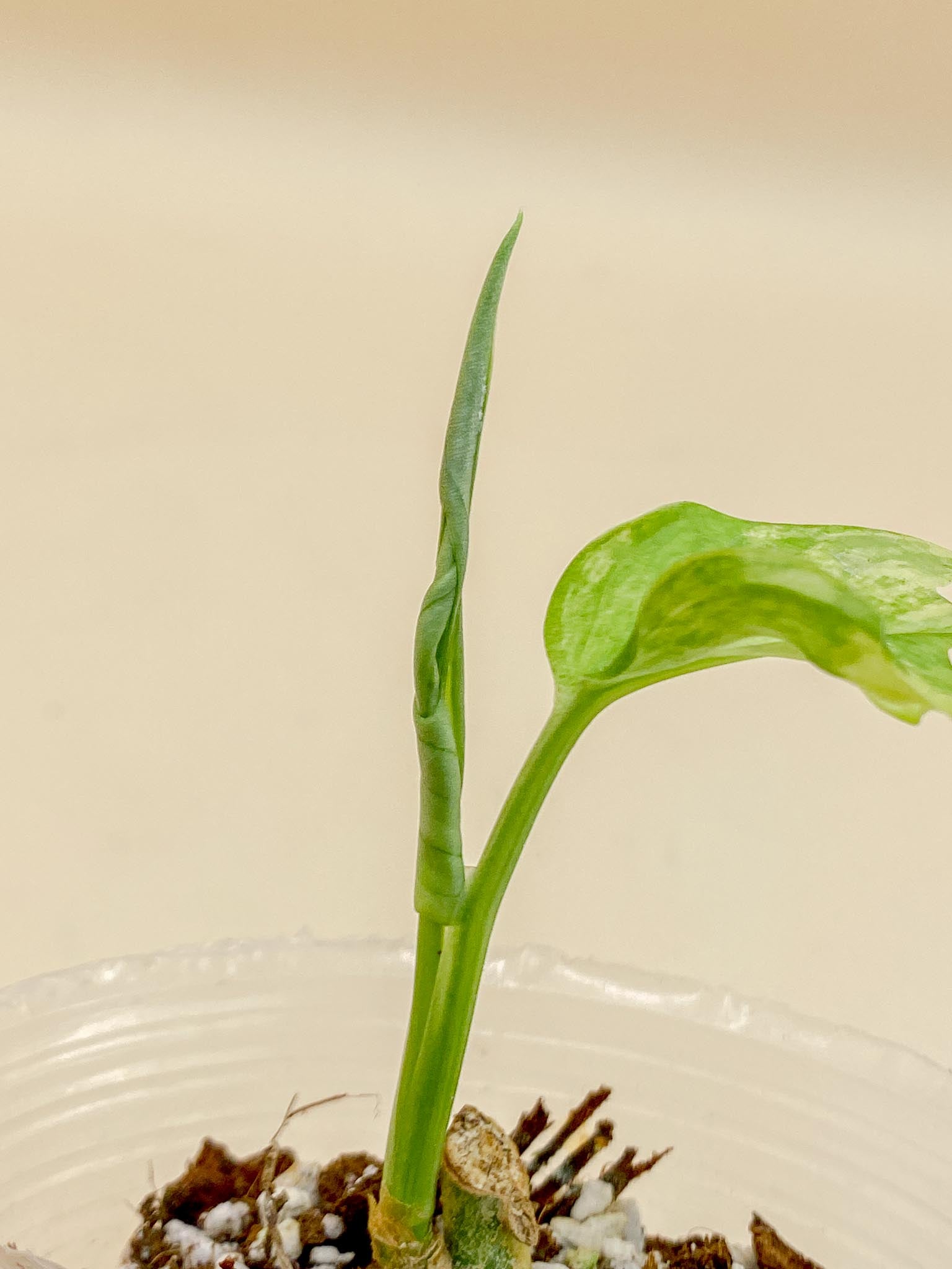 Monstera Adansonii Aurea Variegated 1 Leaf Multiple Nodes 1 Sprout top cutting