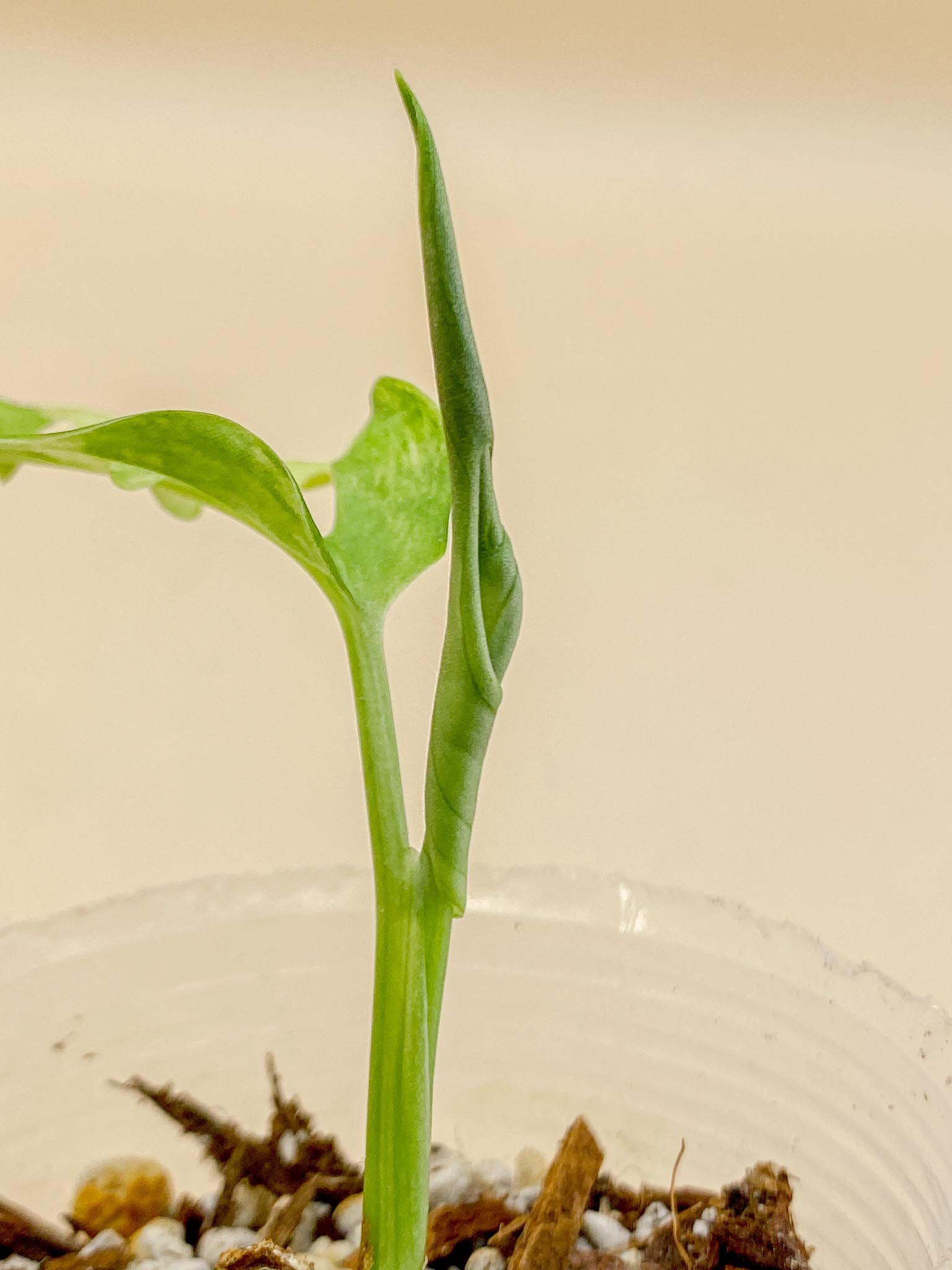 Monstera Adansonii Aurea Variegated 1 Leaf Multiple Nodes 1 Sprout top cutting