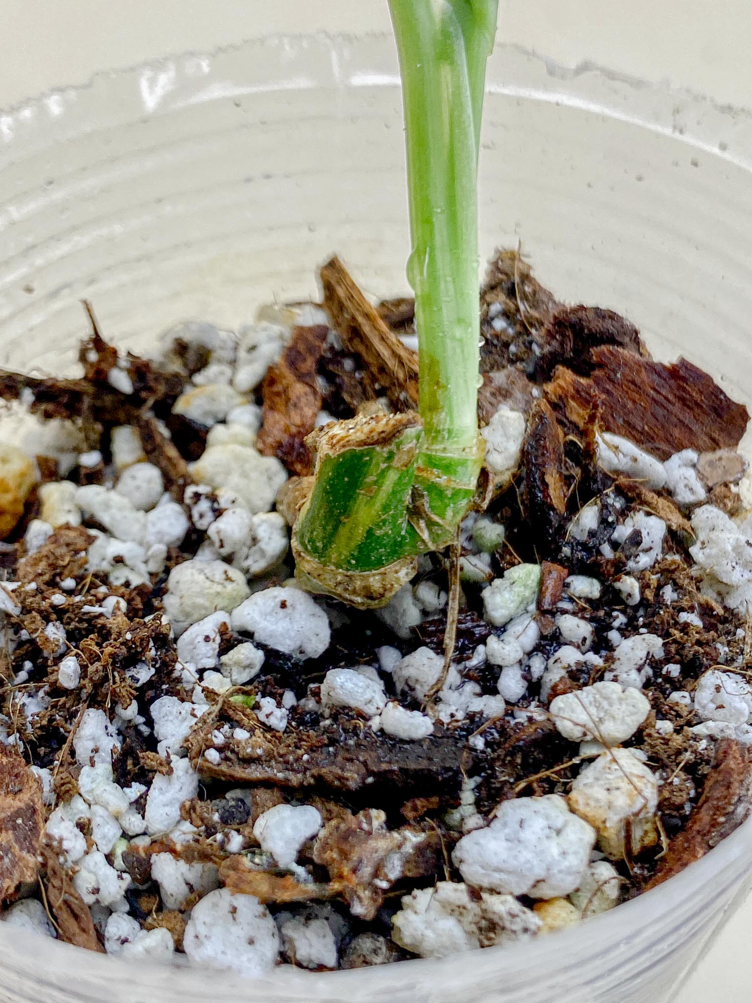 Monstera Adansonii Aurea Variegated 1 Leaf Multiple Nodes 1 Sprout top cutting