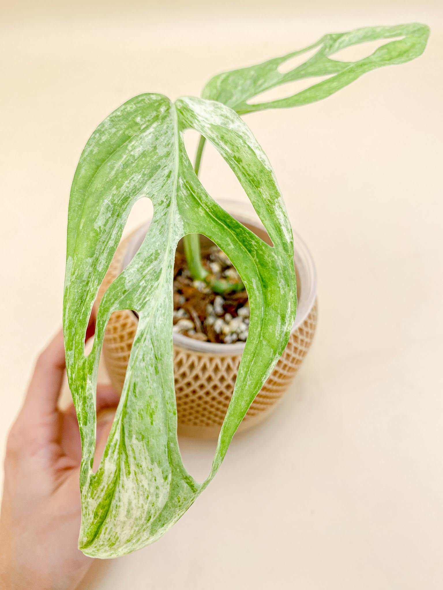 Monstera Adansonii Mint 2 Leaves  Multiple Nodes 2 Growing Bud 1 Sprout top cutting Rooted