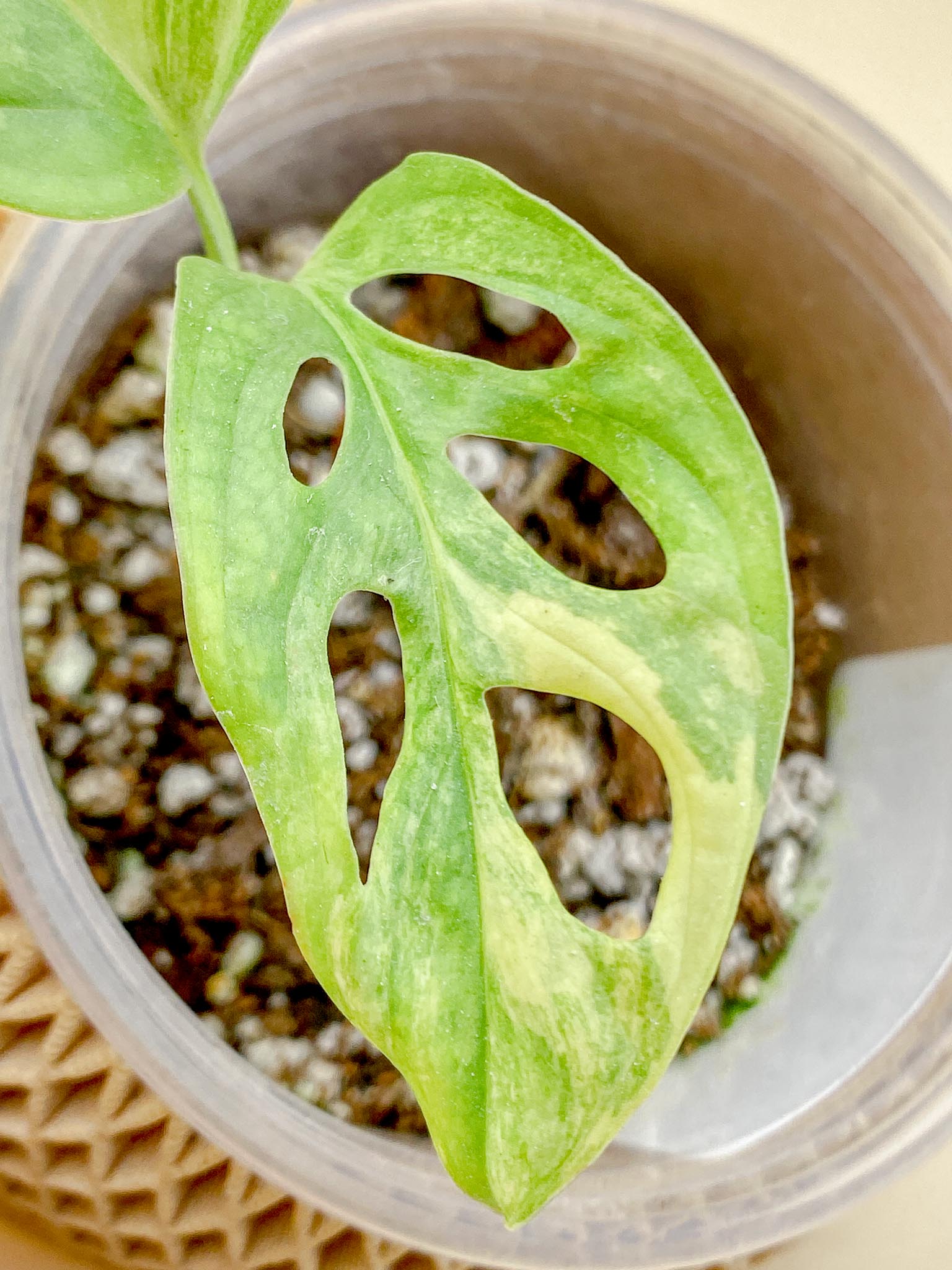 Monstera Adansonii Aurea Variegated 2 Leaves  Multiple Nodes 1 Growing Bud 1 Sprout Rooted