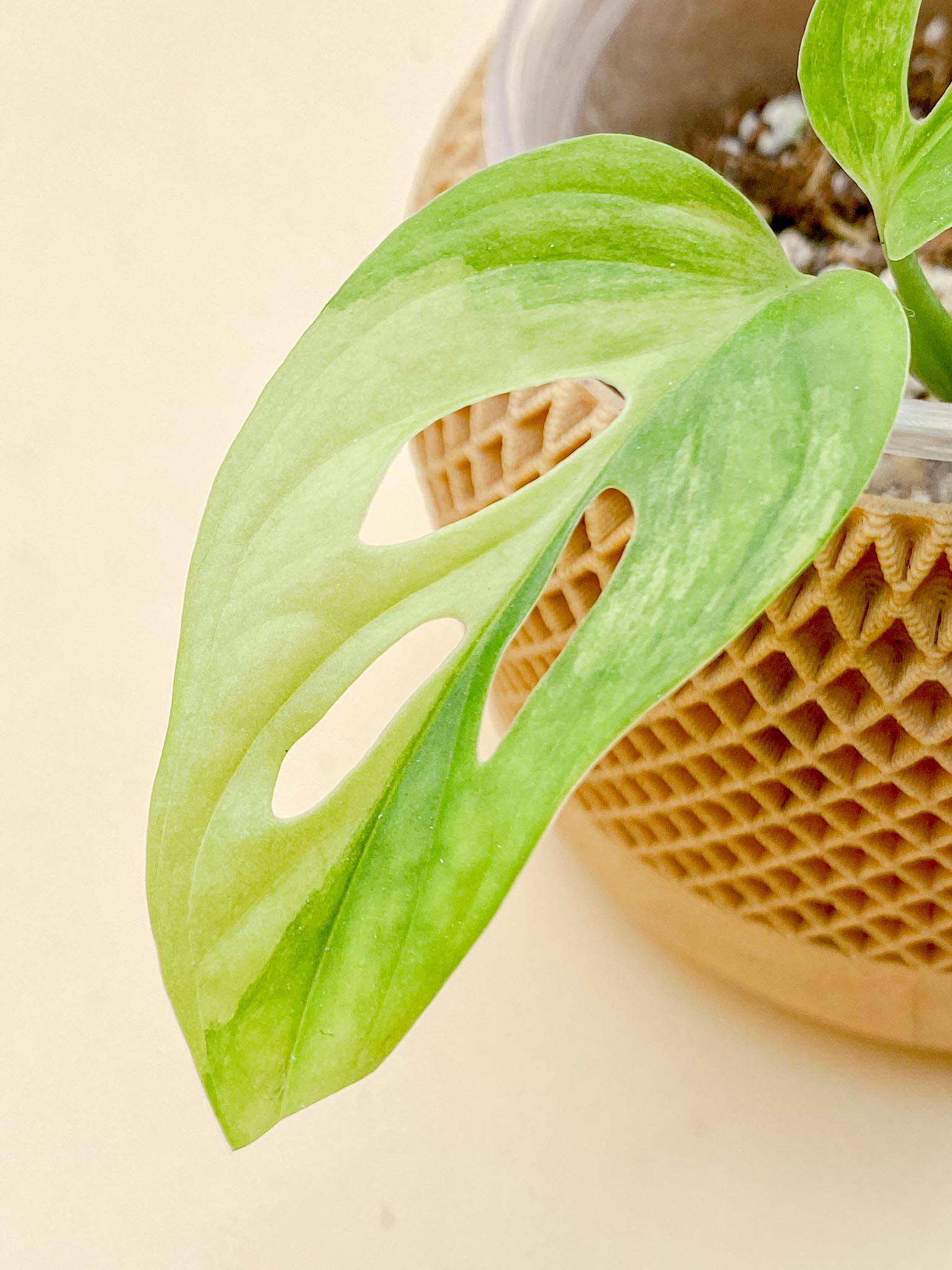 Monstera Adansonii Aurea Variegated 2 Leaves  Multiple Nodes 1 Growing Bud 1 Sprout Rooted